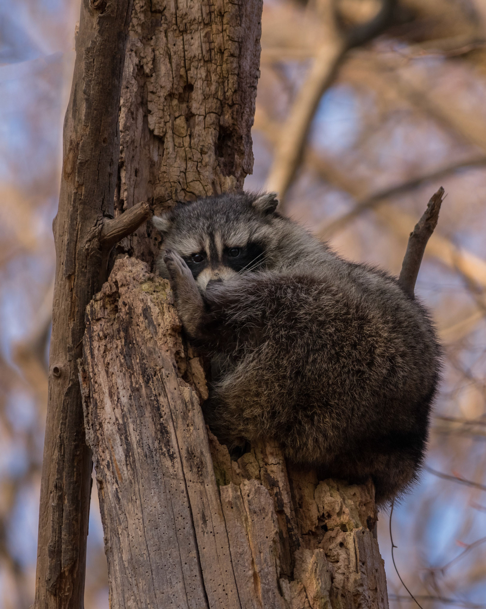 Raccoon