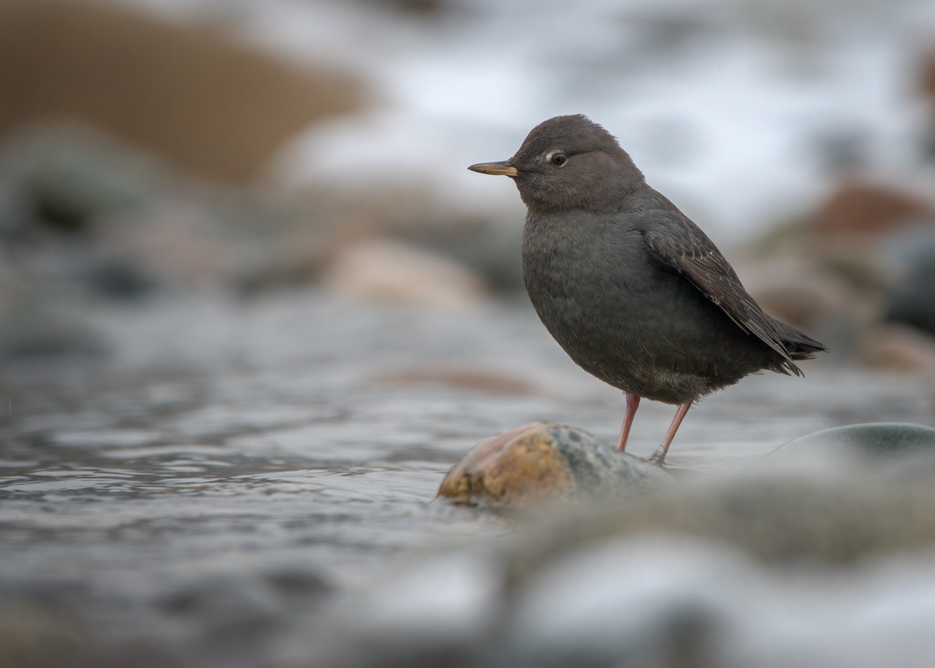 American Dipper