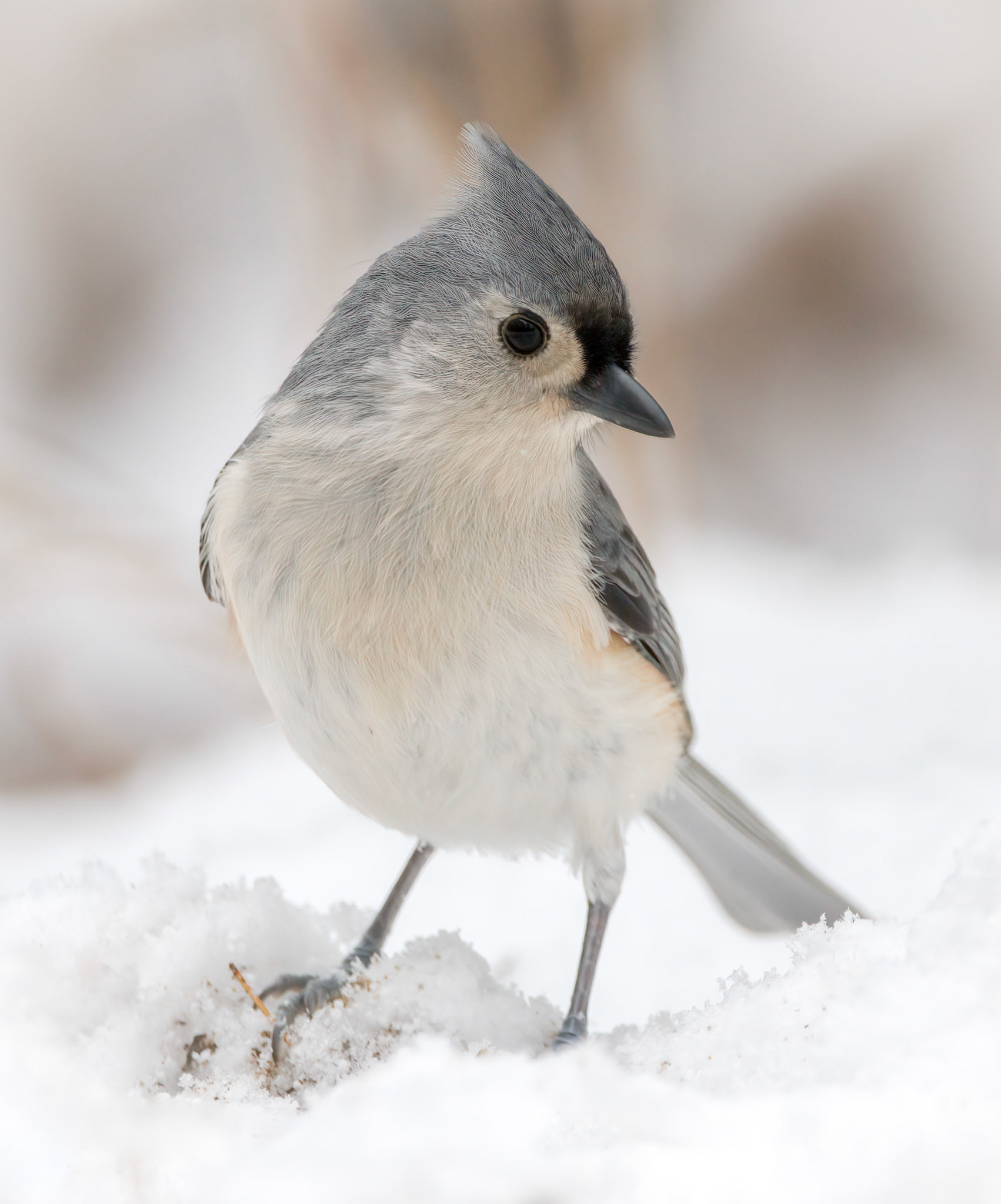 Tufted Titmouse