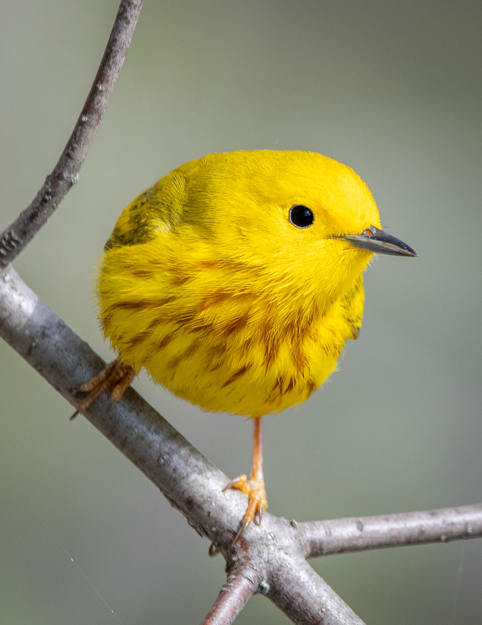 Yellow Warbler