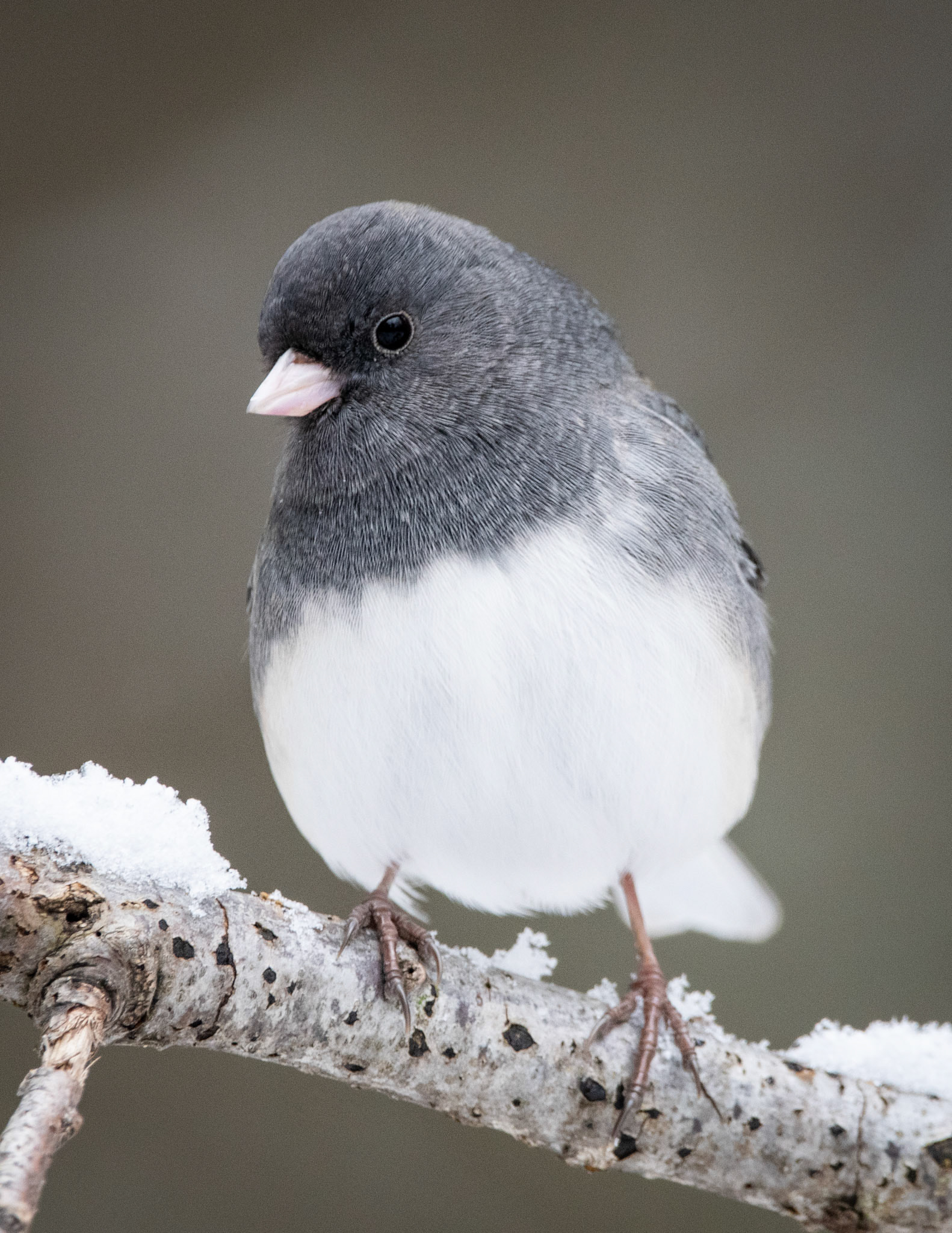 Dark-eyed Junco