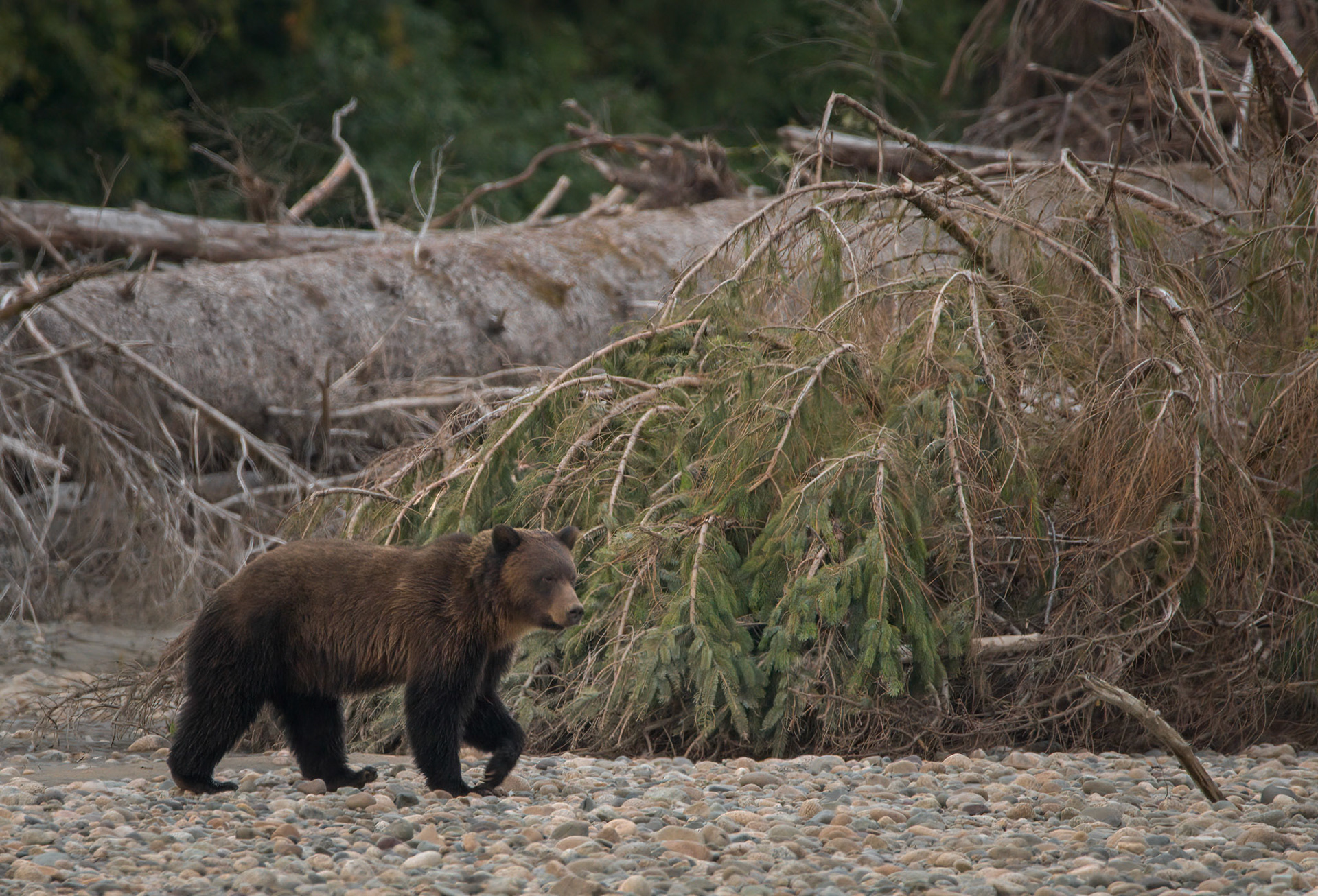 Grizzly Bear