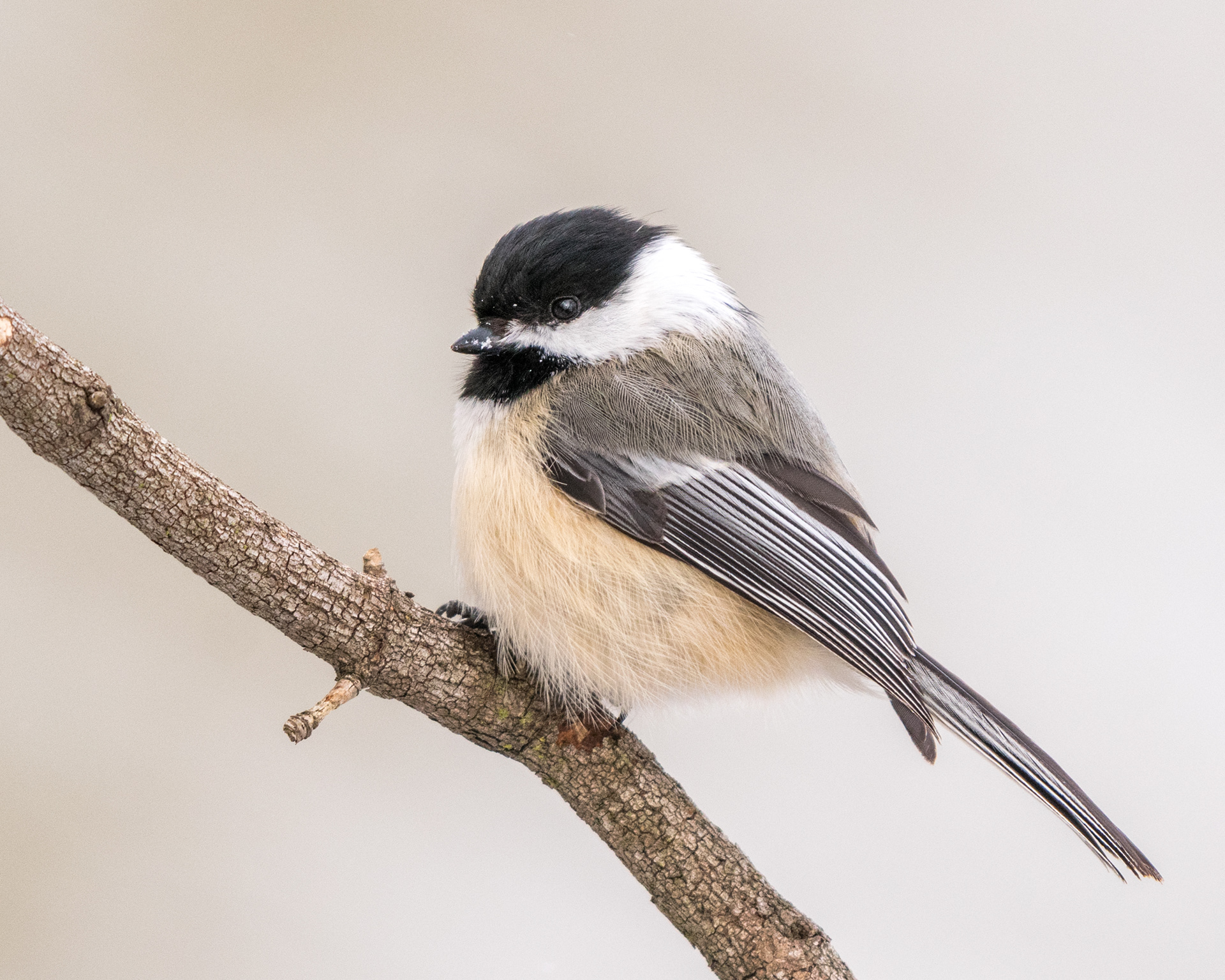 Black-Capped Chickadee