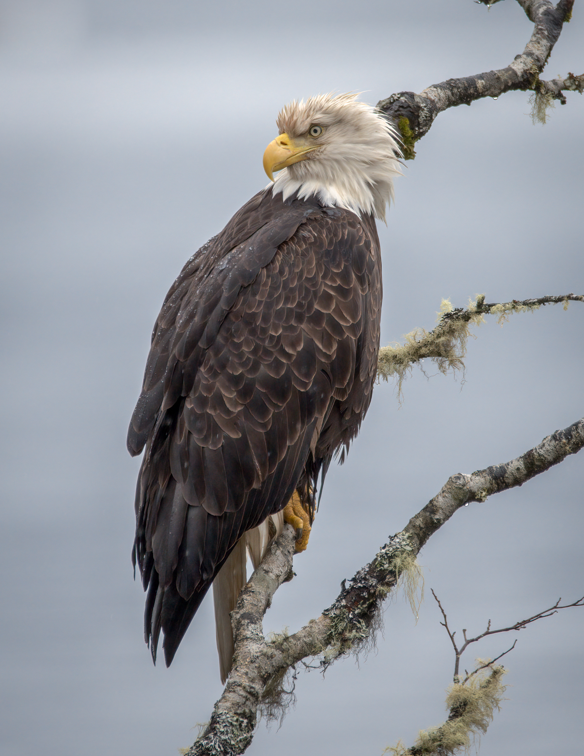 Bald Eagle