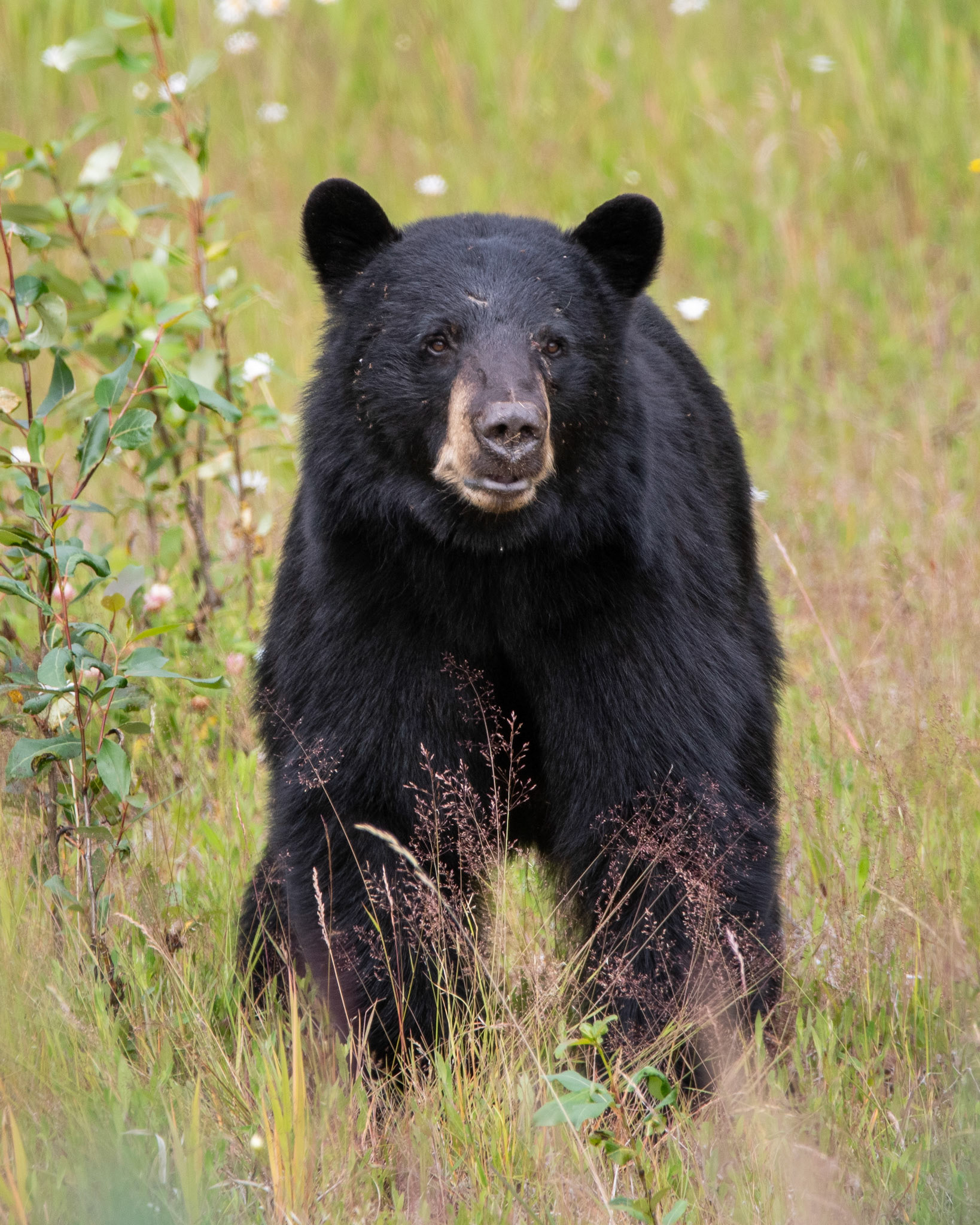 Black Bear