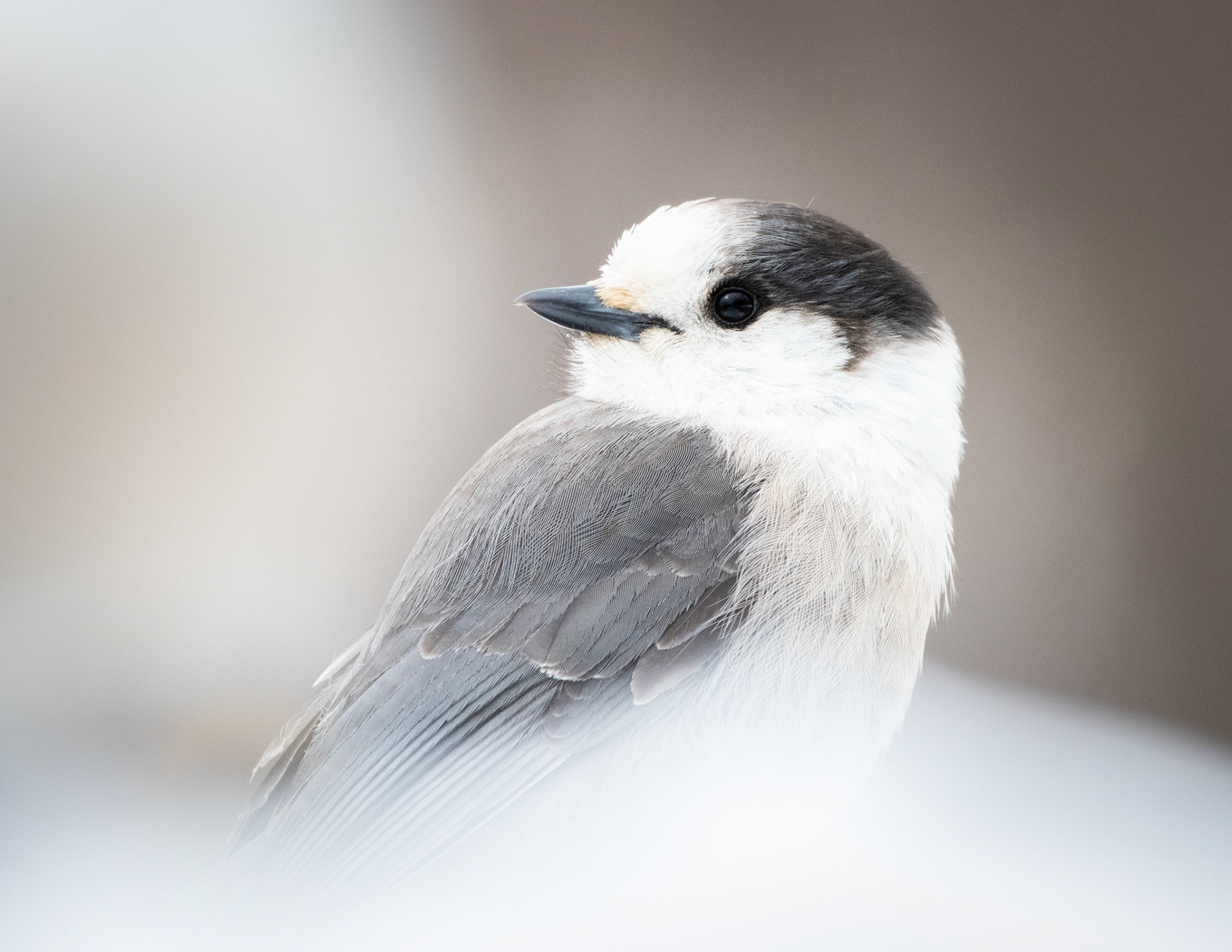 Canada Jay