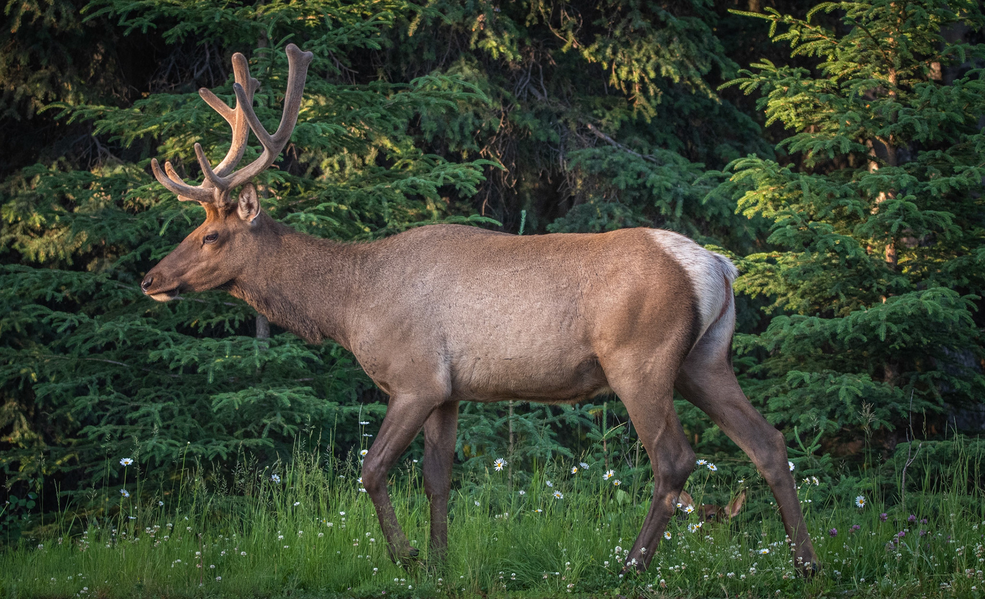 Elk