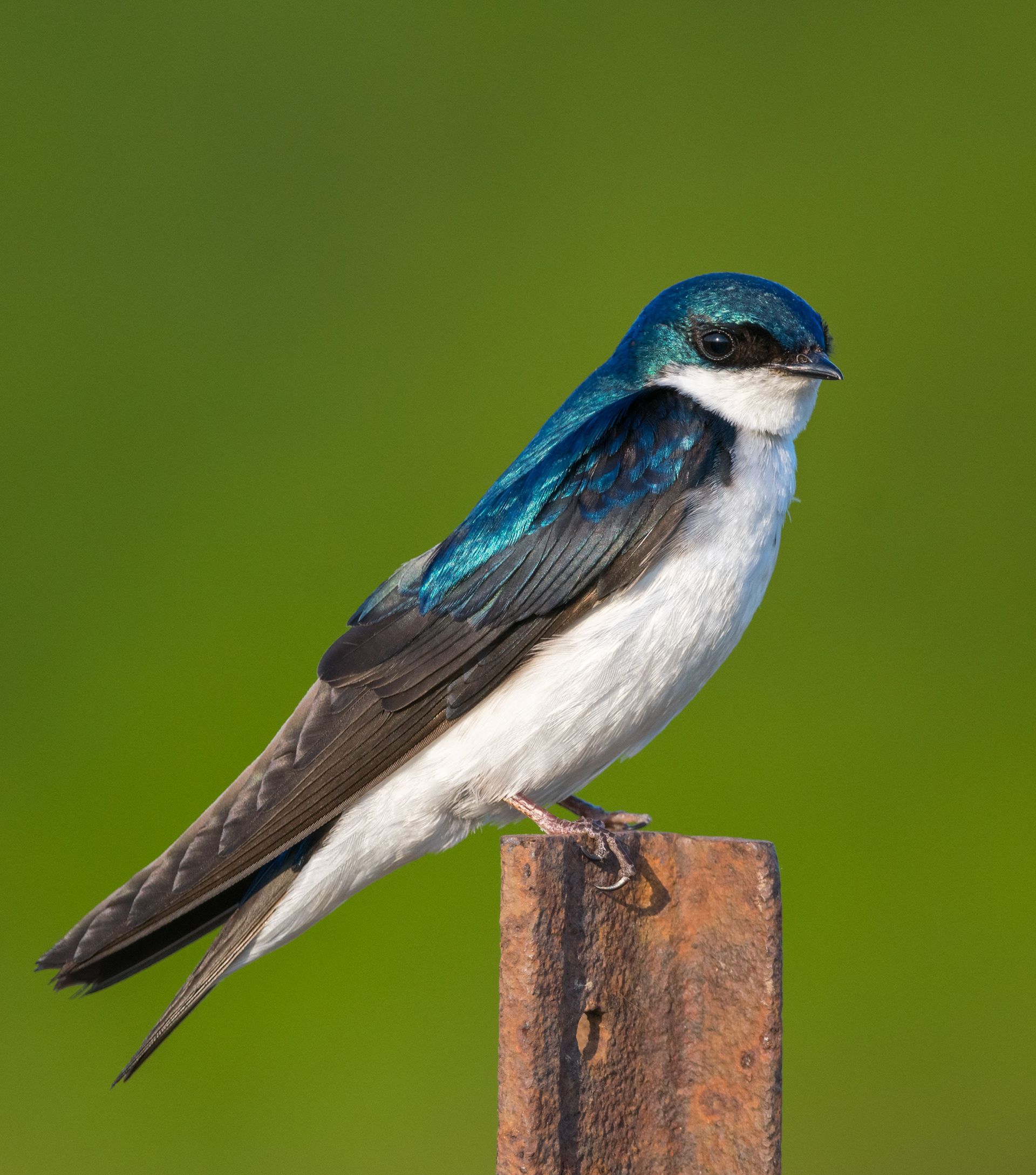 Tree Swallow