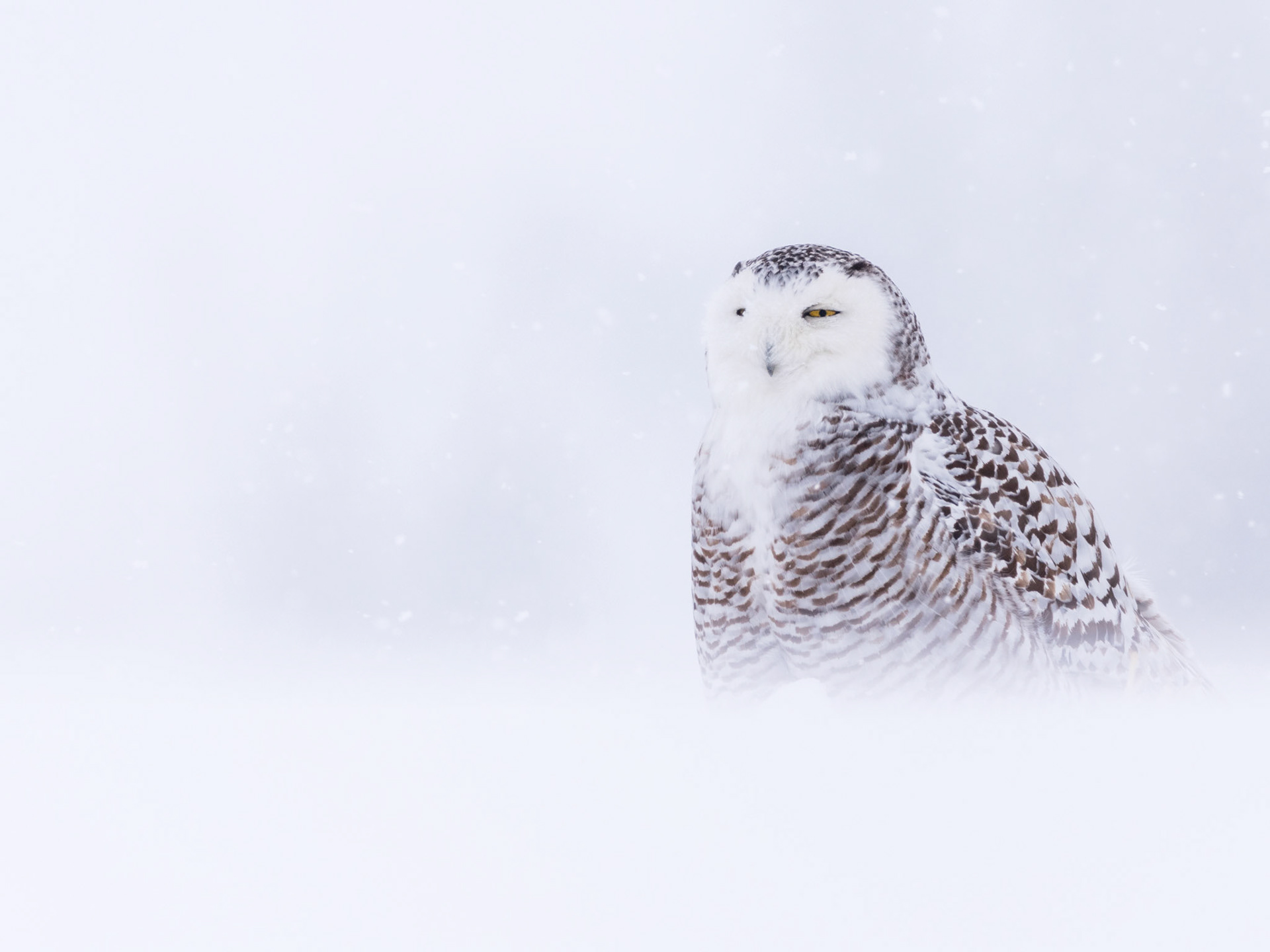 Snowy Owl