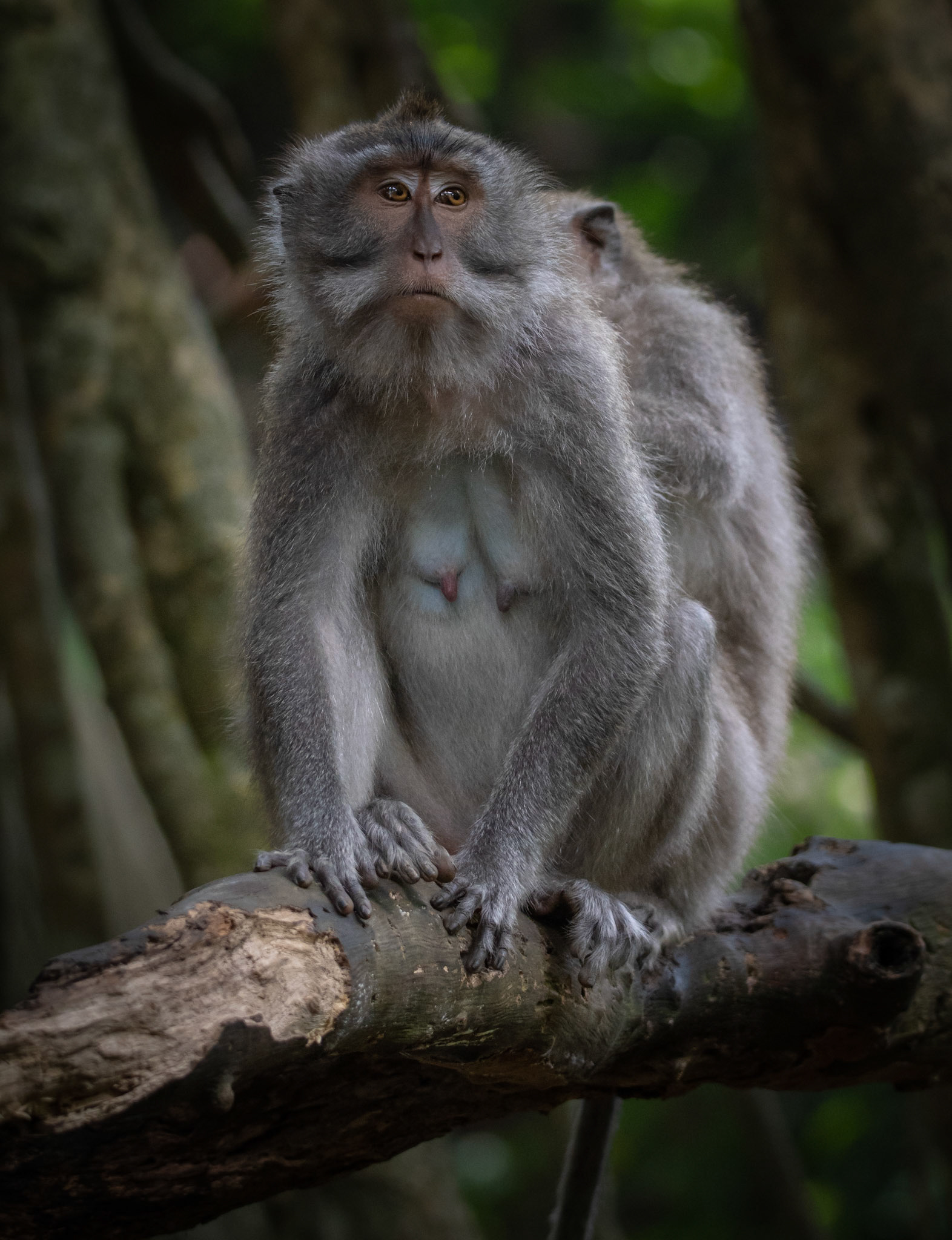 Long Tailed Macaque