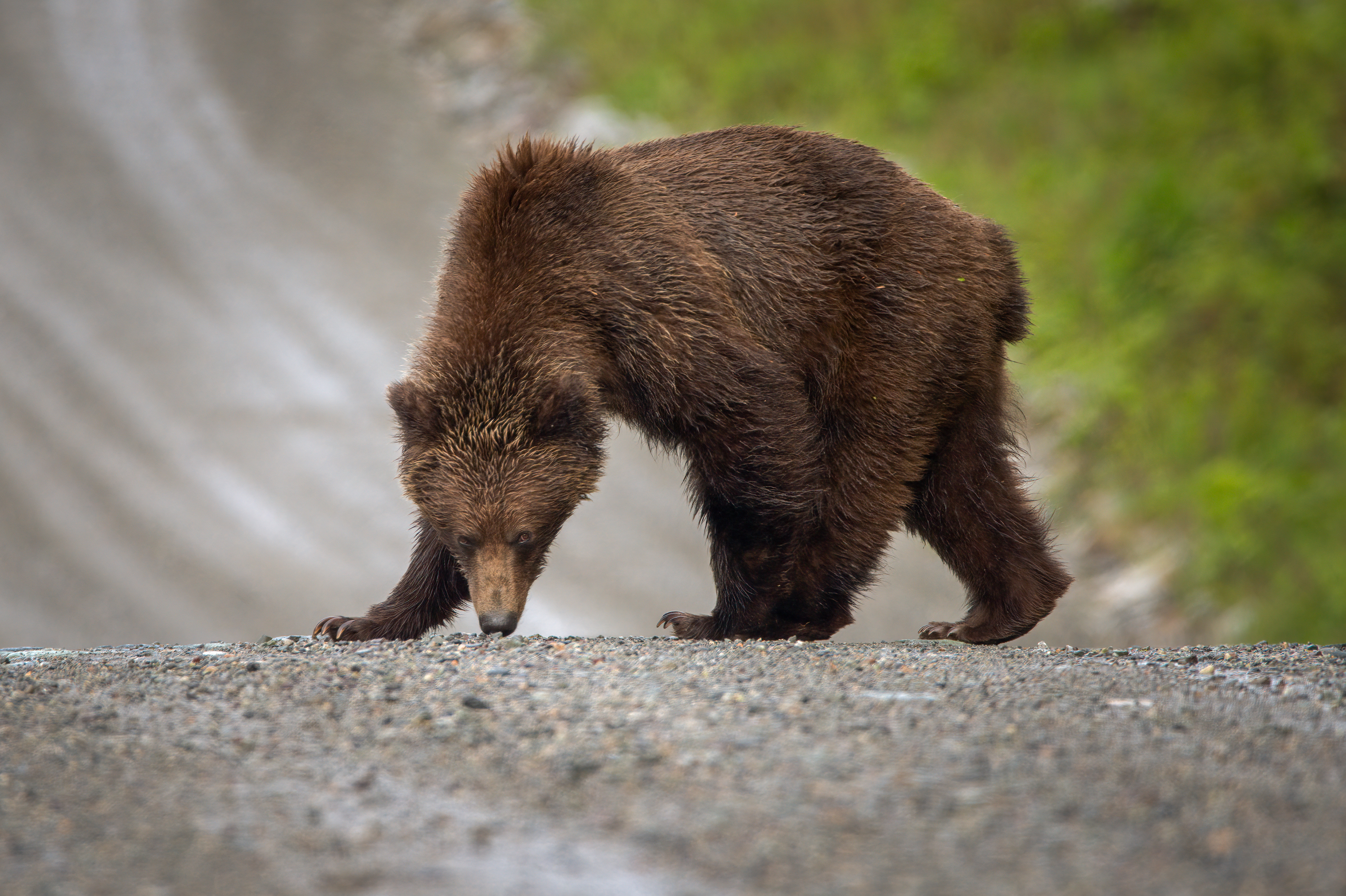 Grizzly Bear