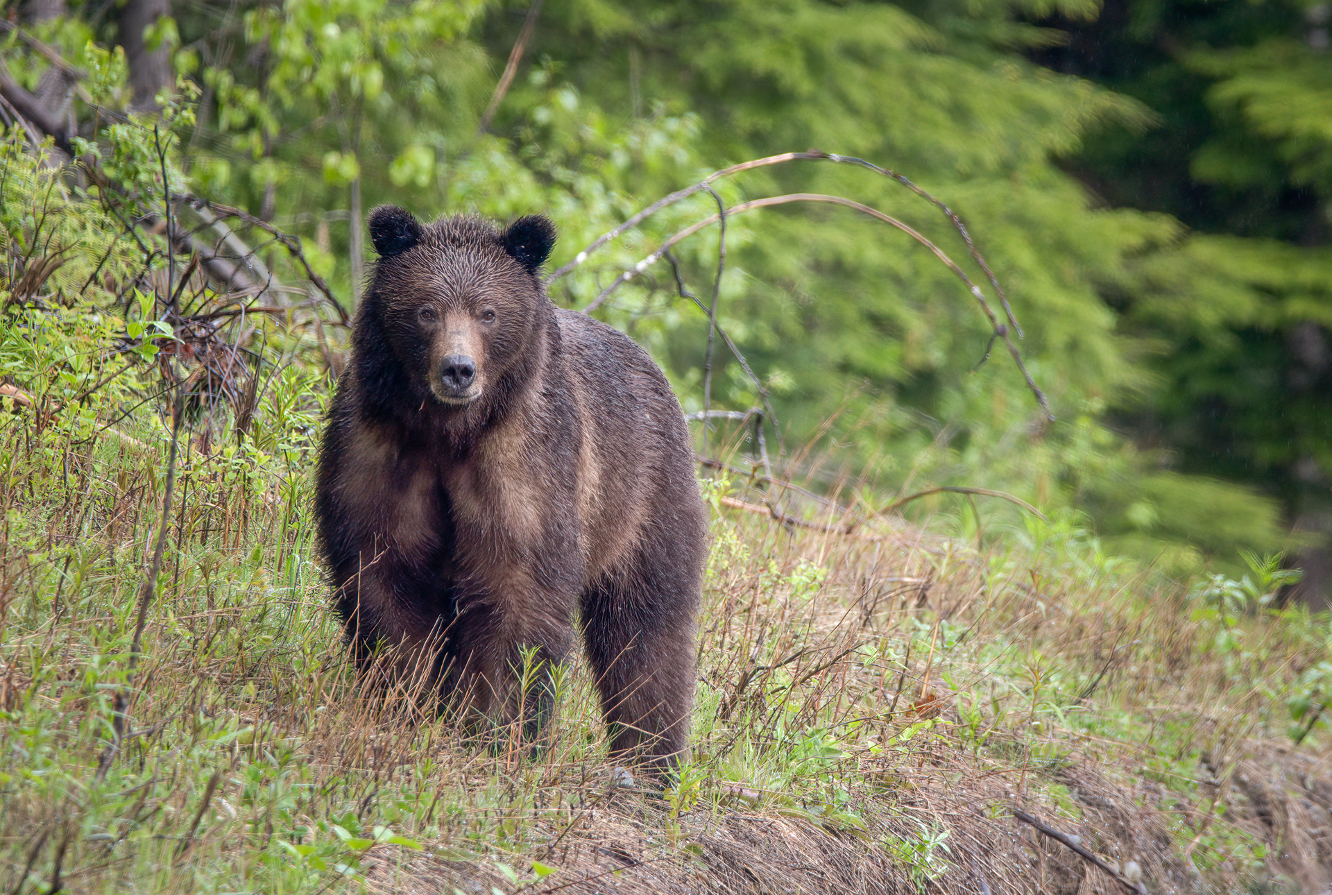 Grizzly Bear