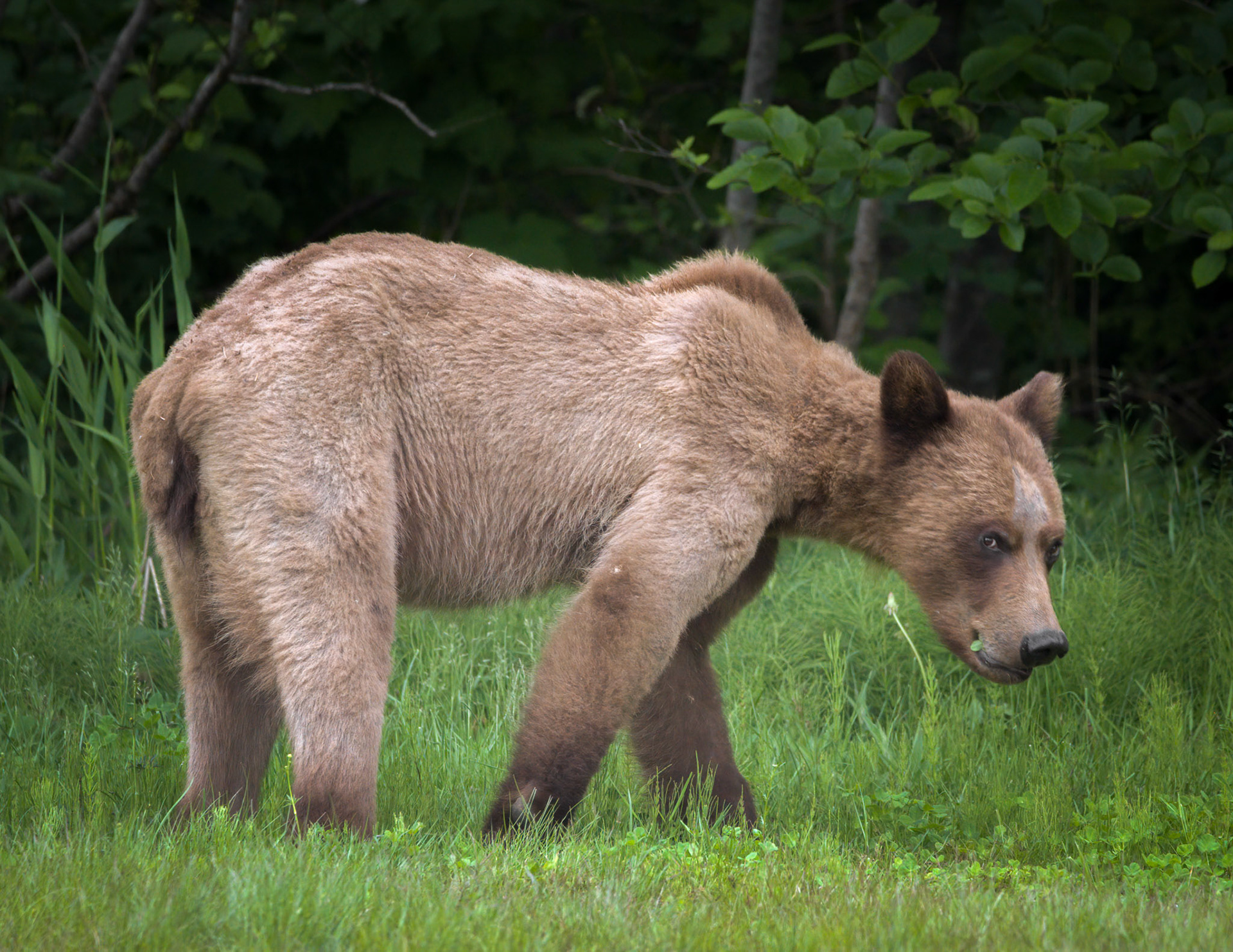 Grizzly Bear