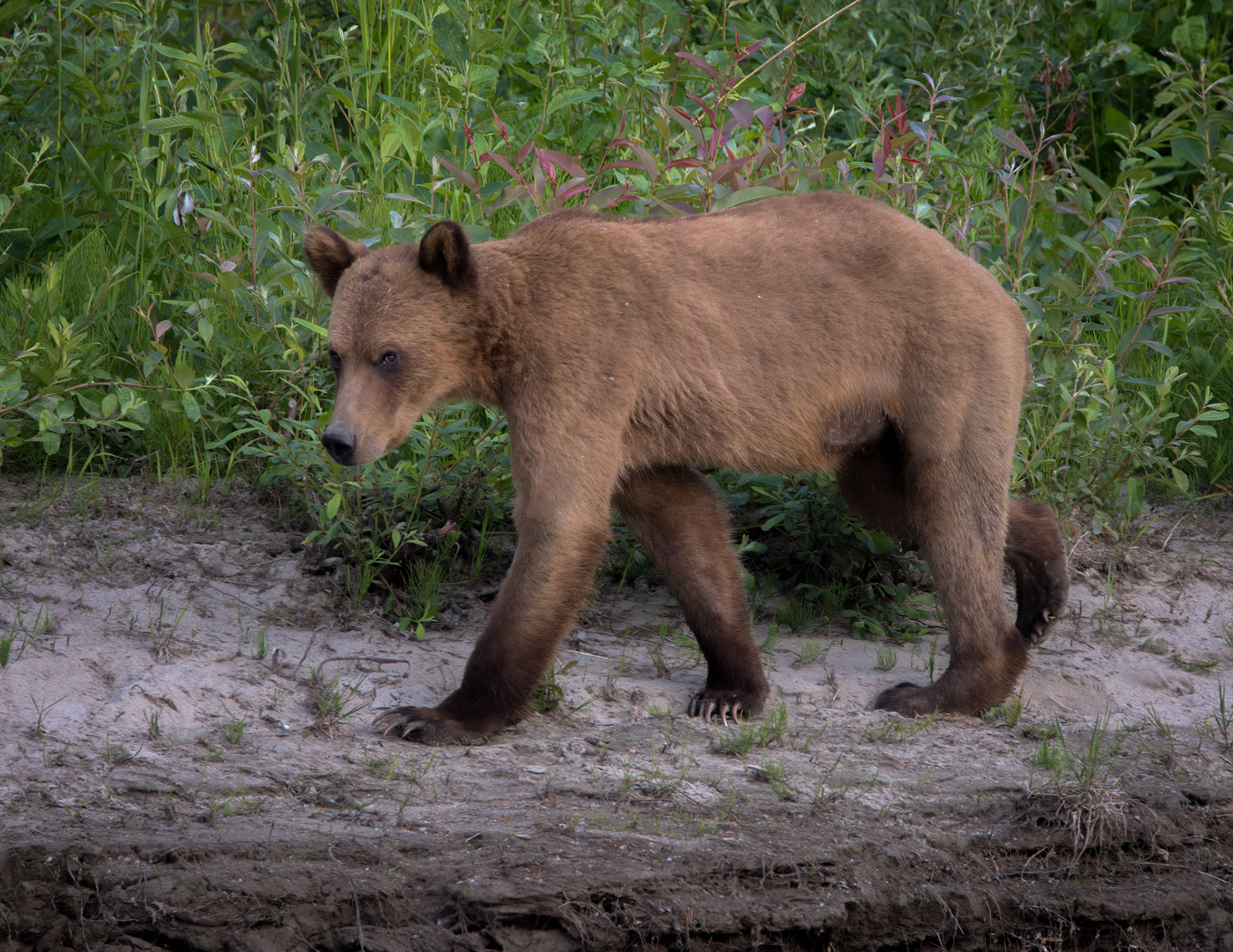 Grizzly Bear
