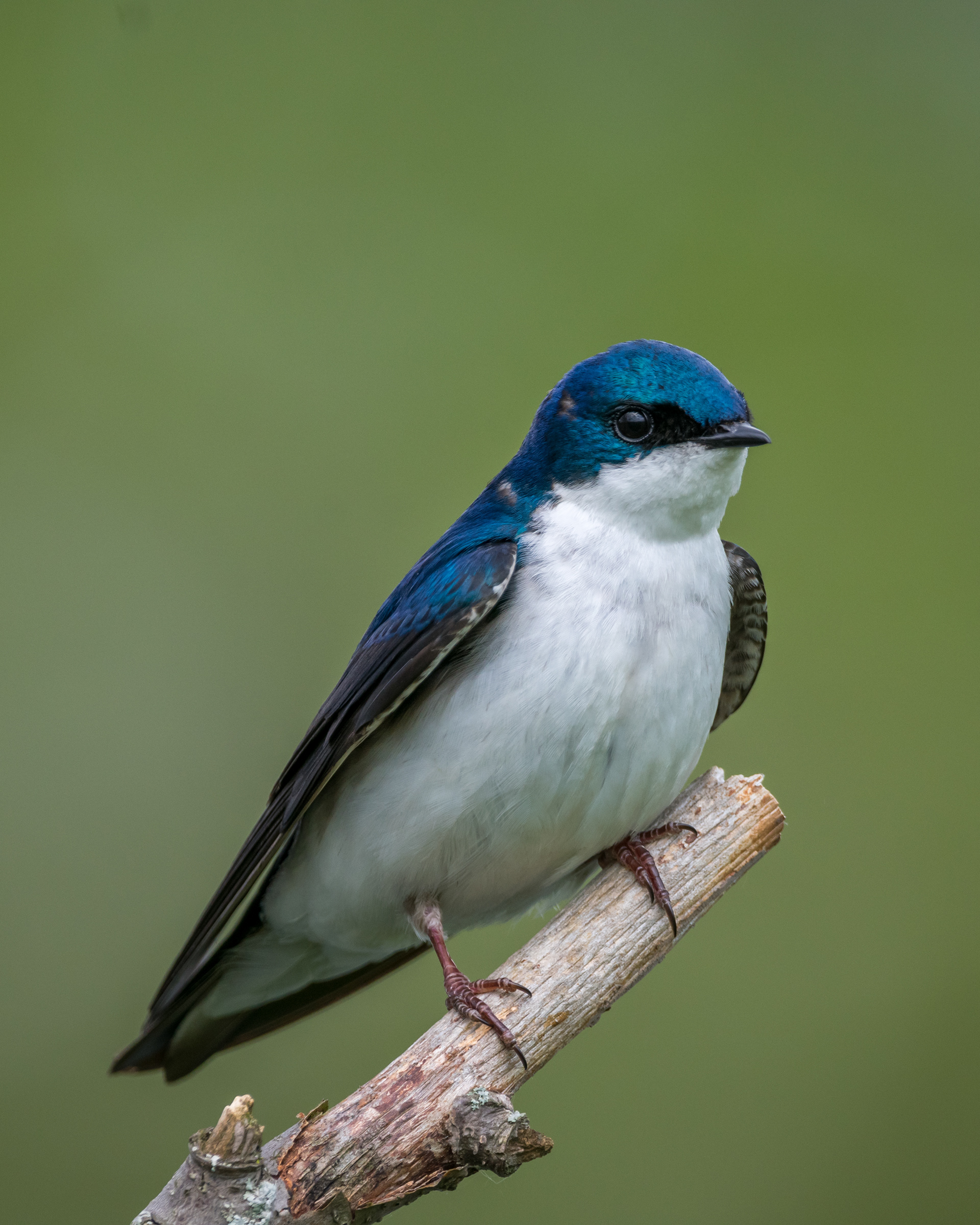 Tree Swallow
