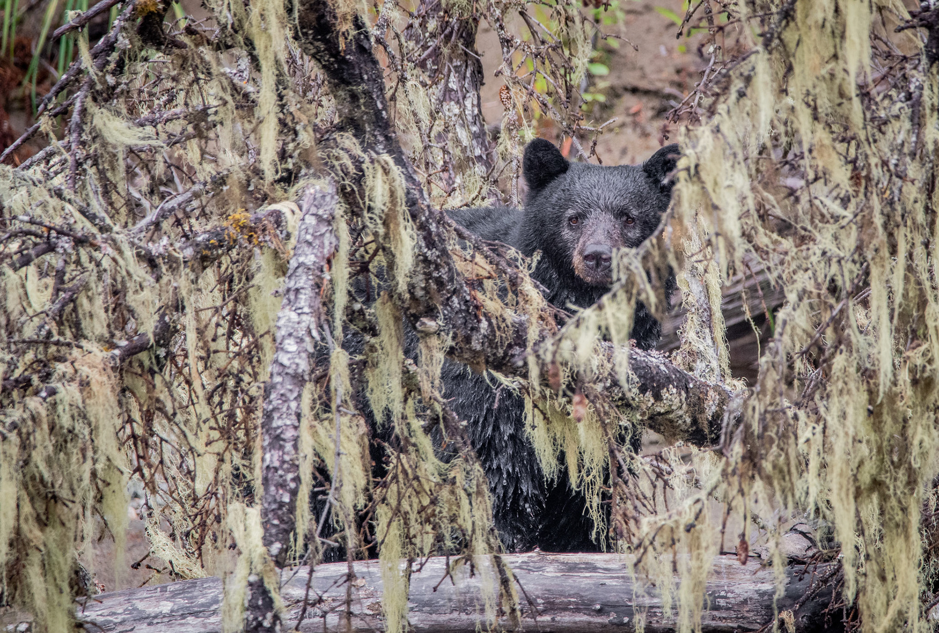 Black Bear