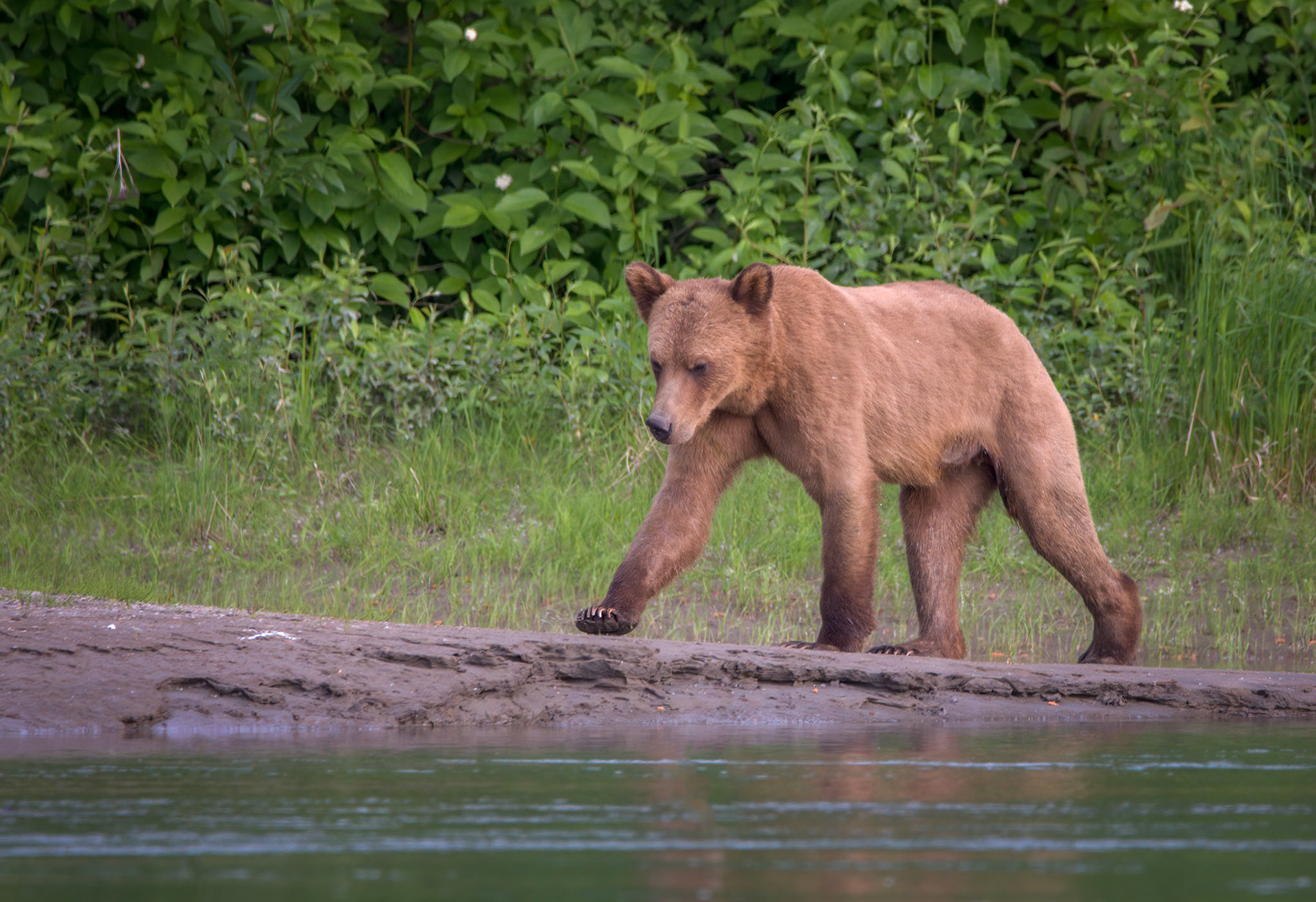 Grizzly Bear