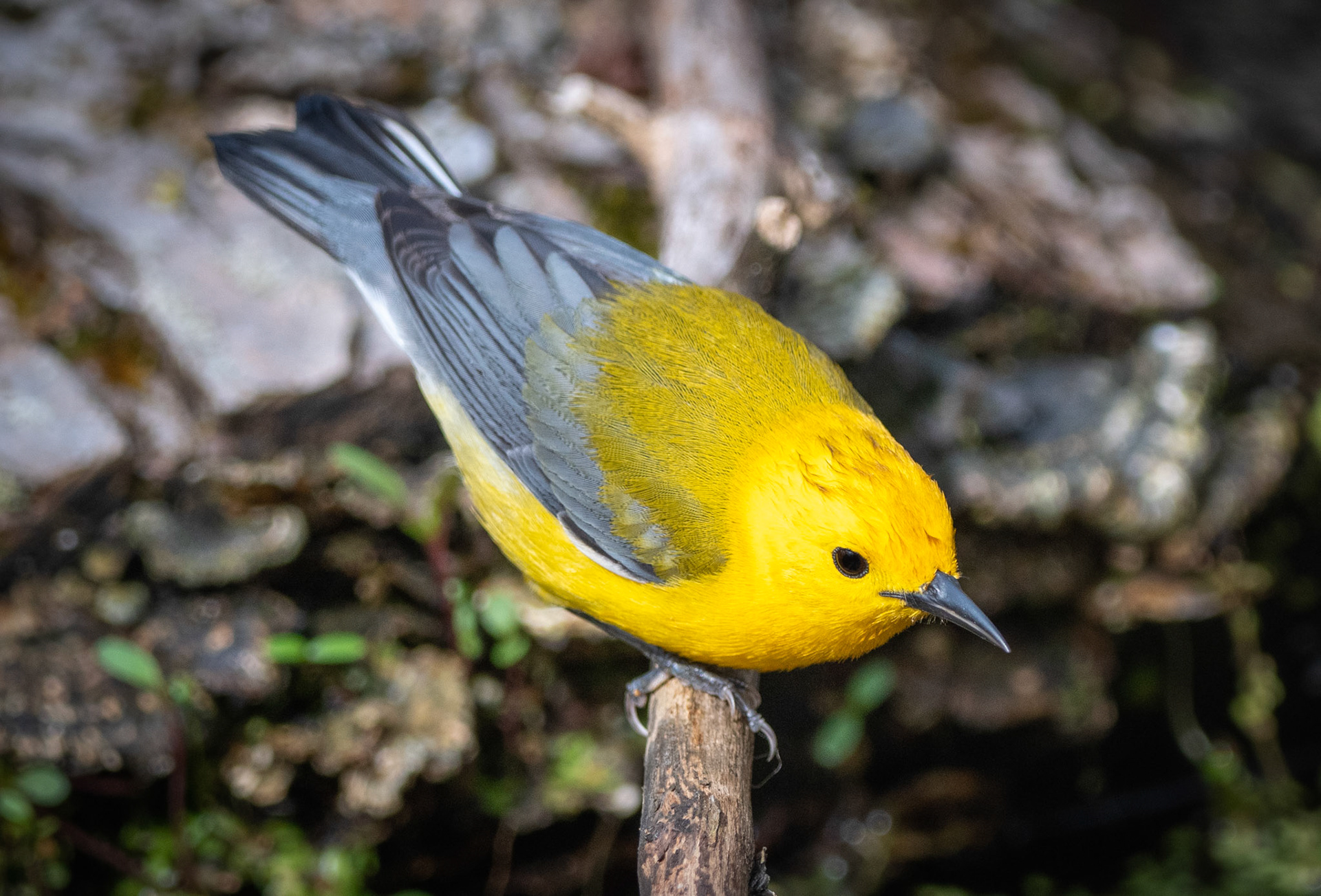 Prothonotary Warbler