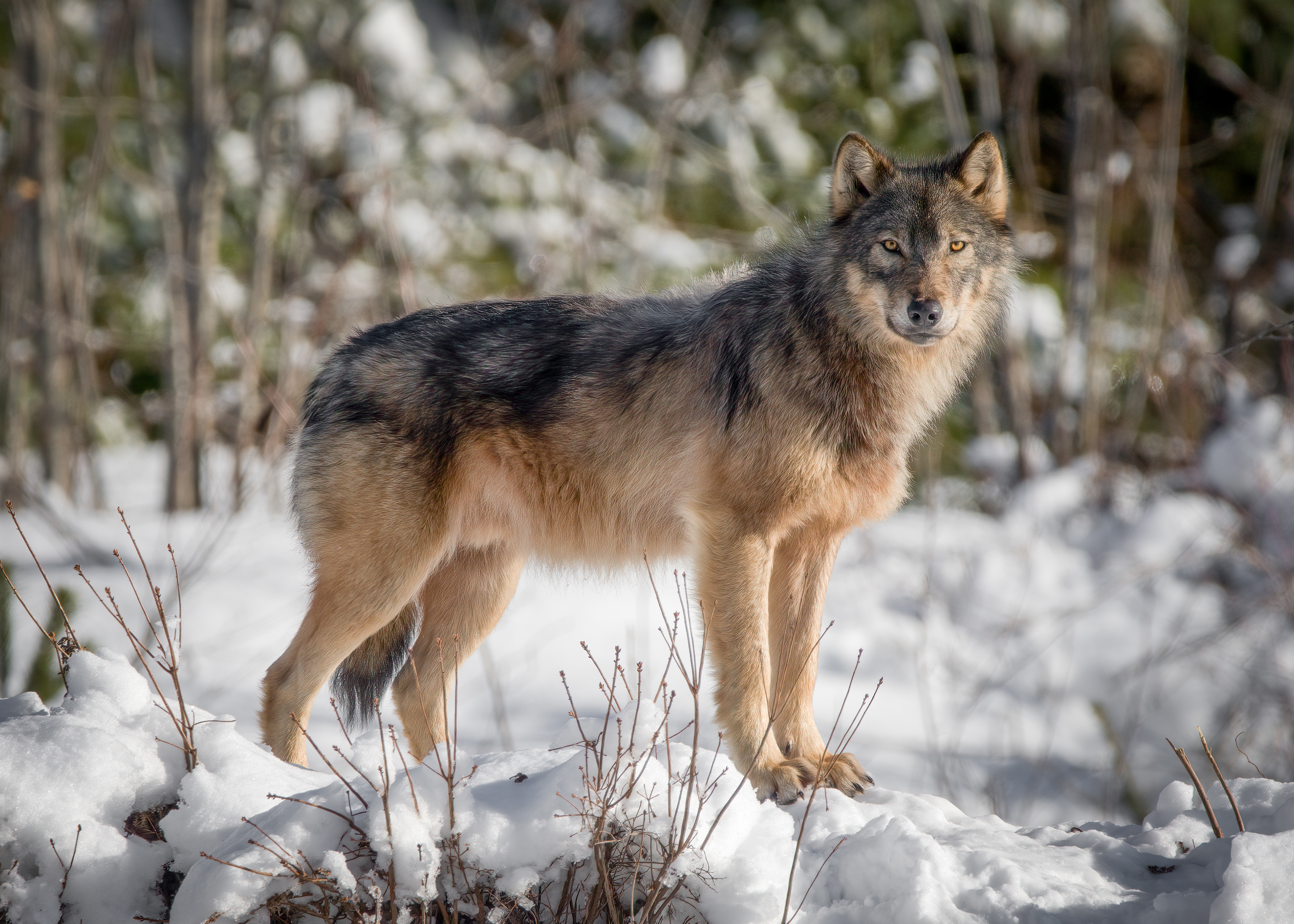 Wolf