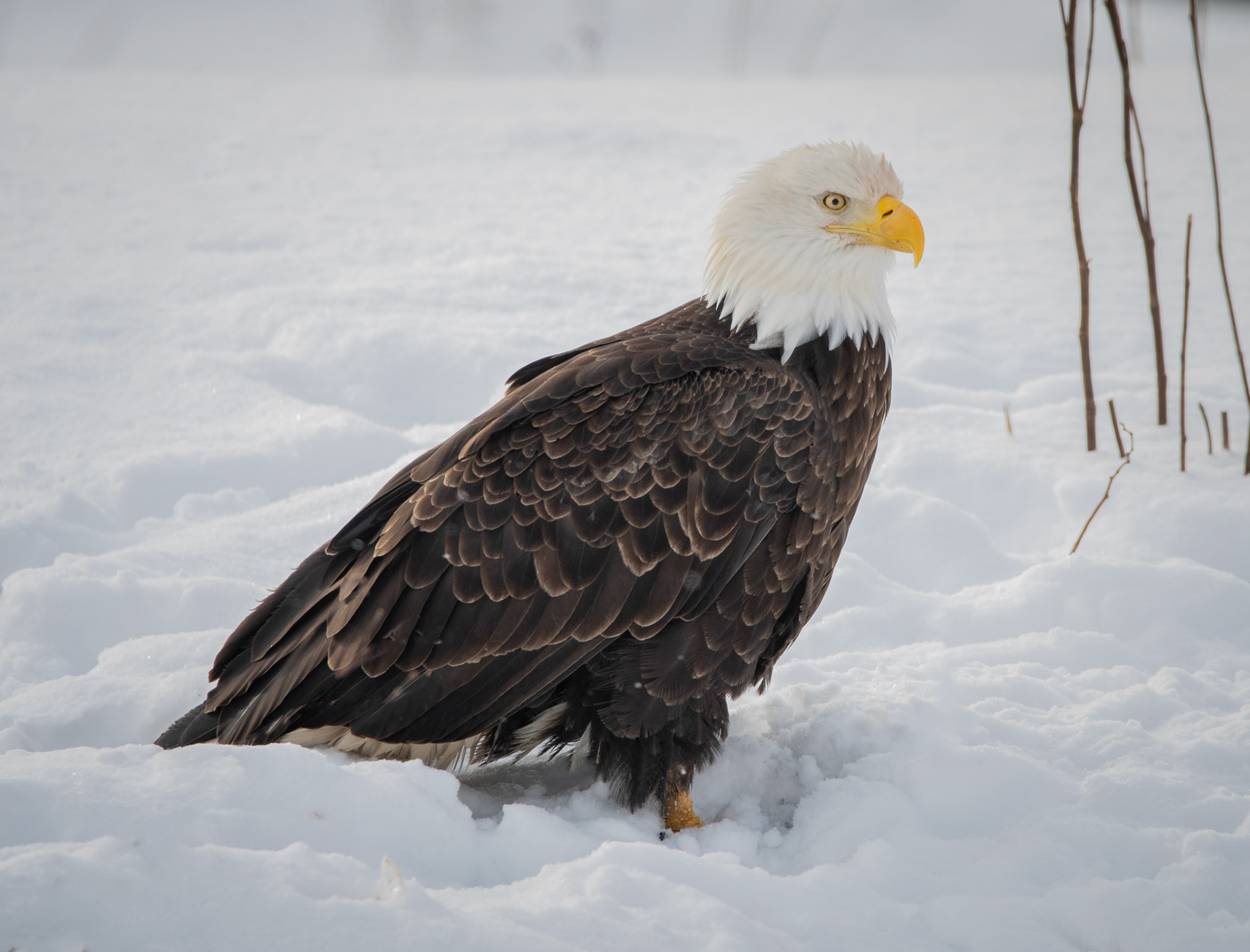Bald Eagle