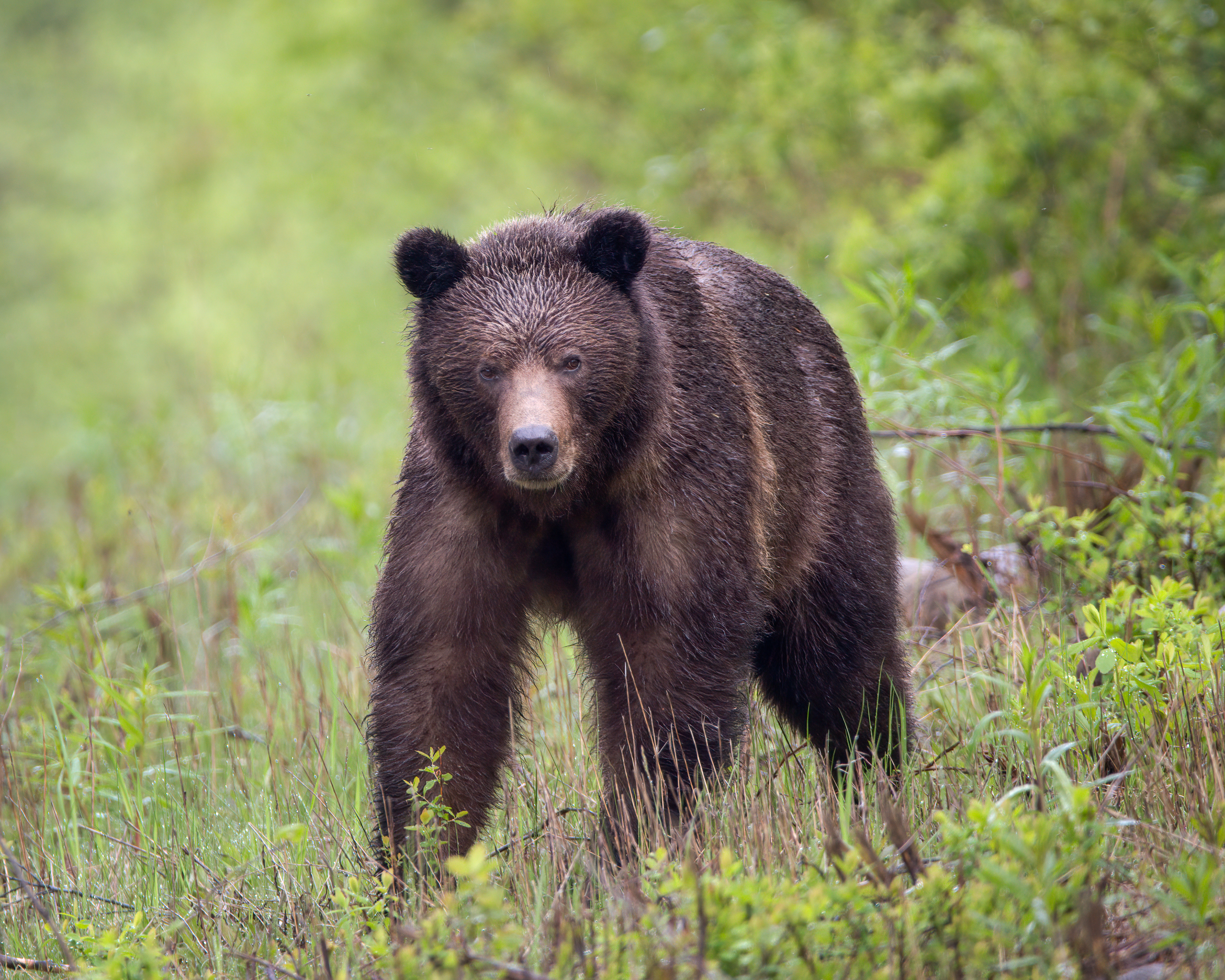 Grizzly Bear