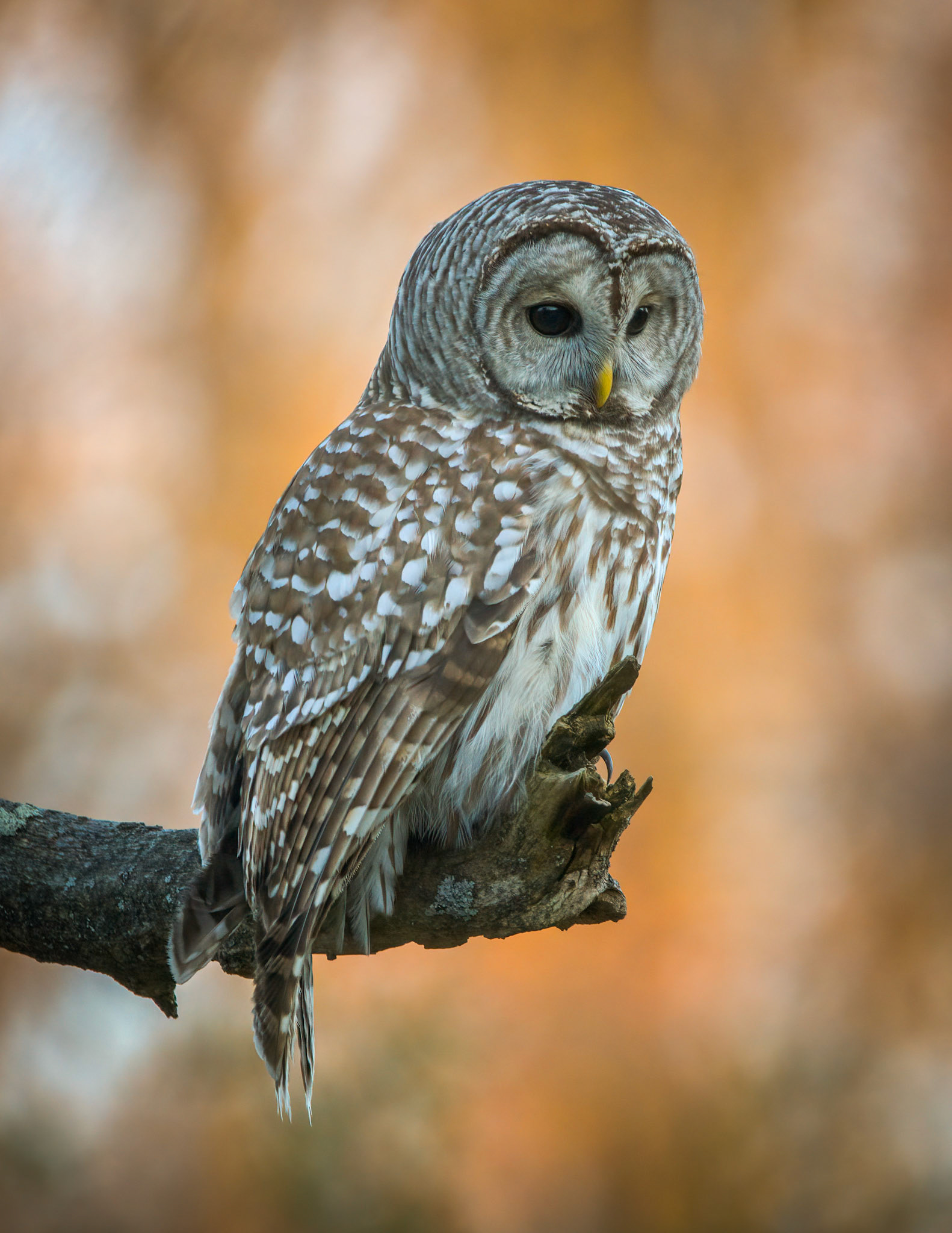Barred Owl