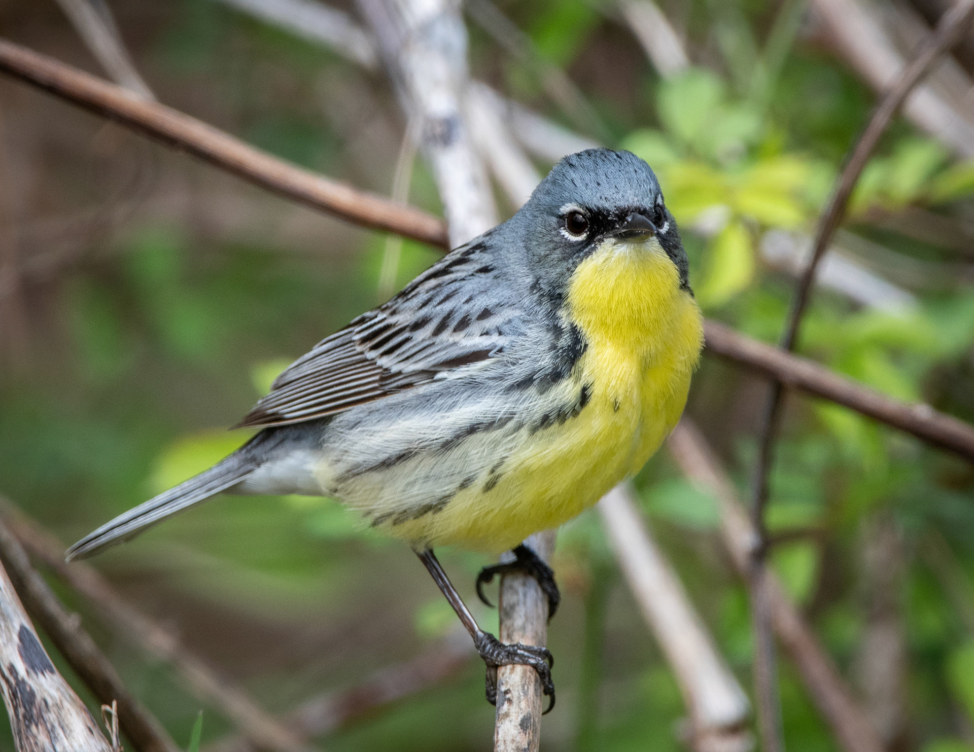 Kirtland's Warbler