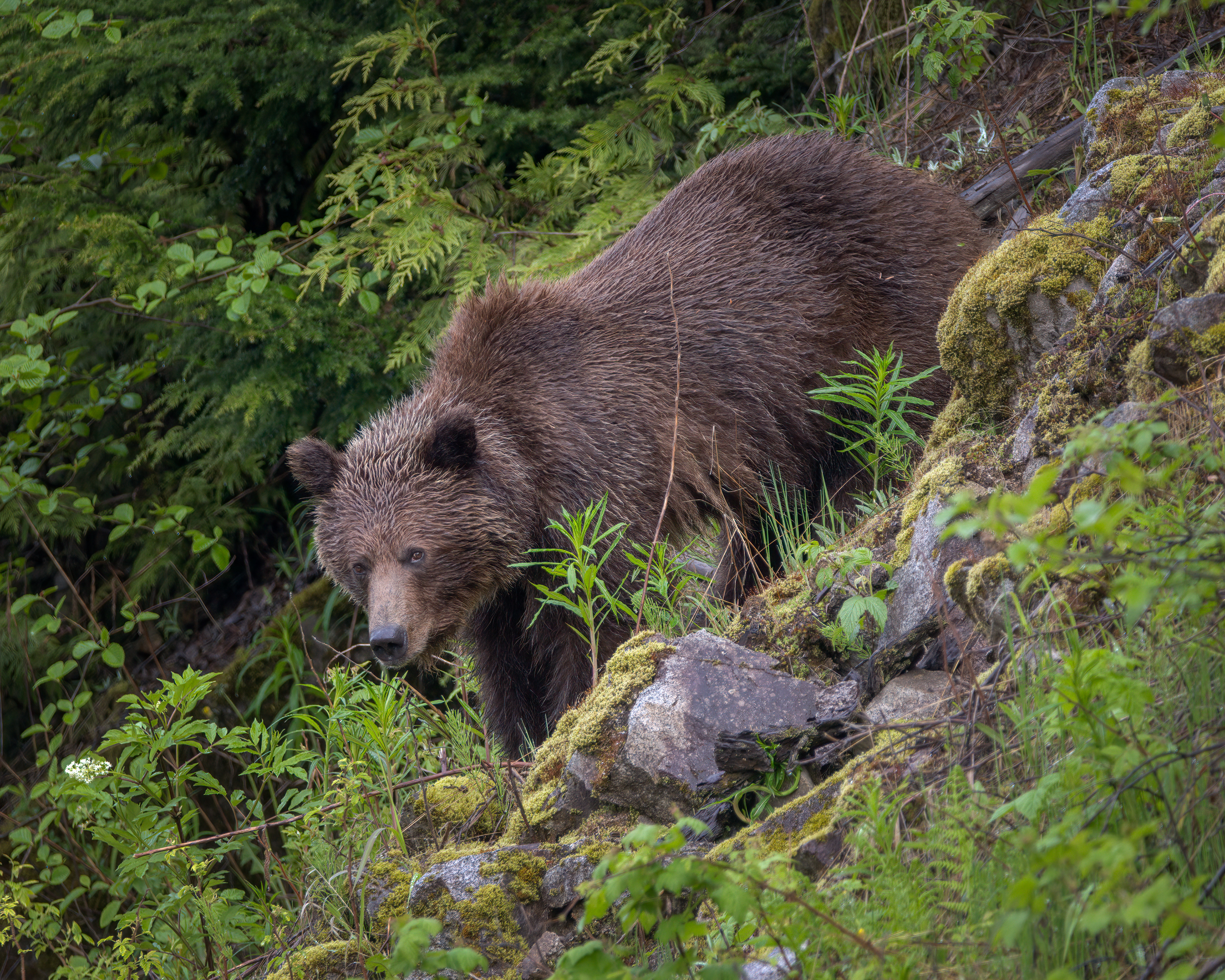 Grizzly Bear