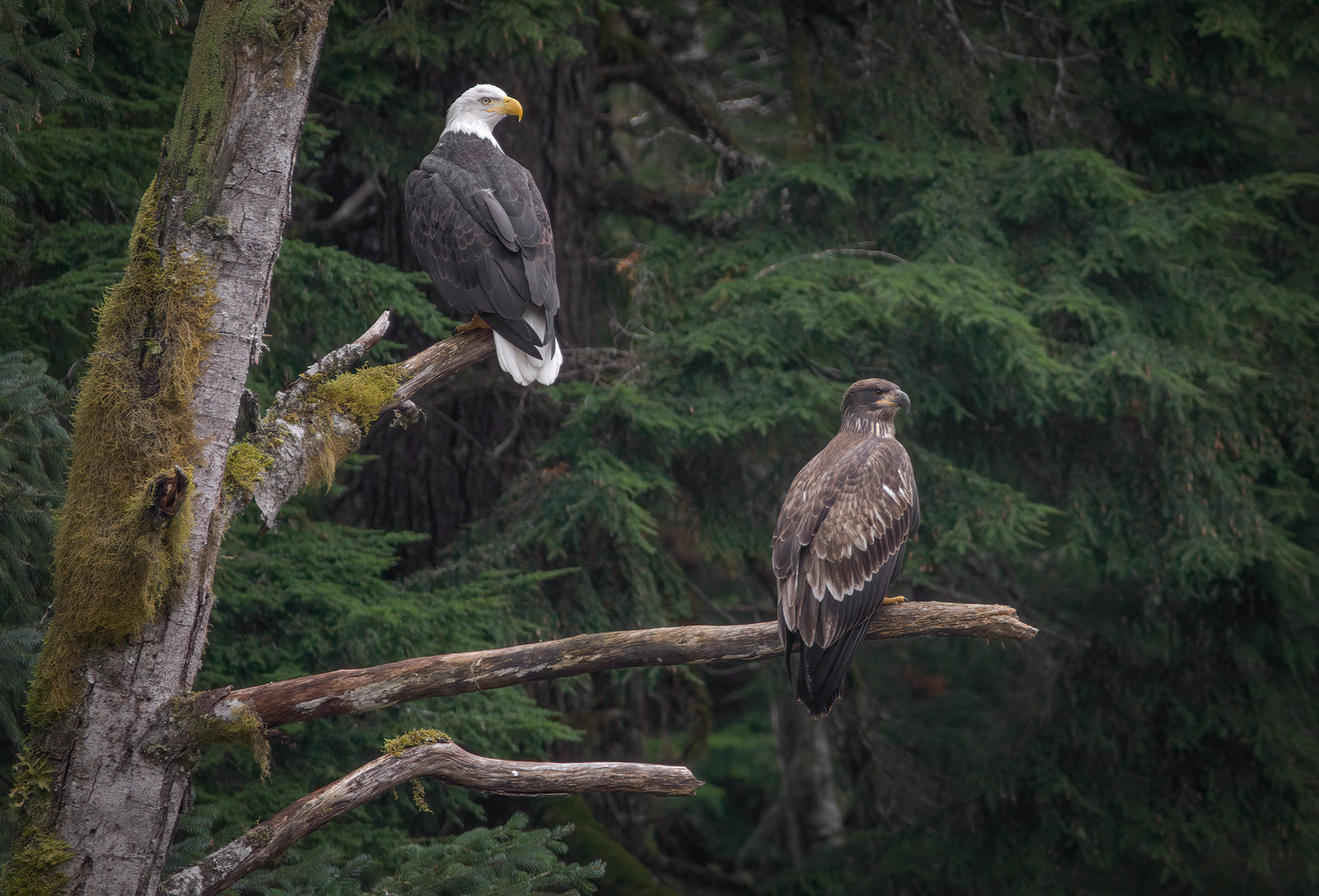 Bald Eagles