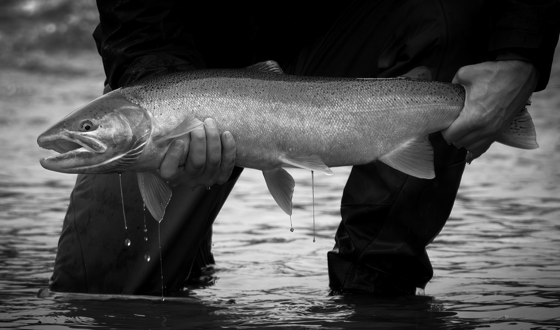 Steelhead