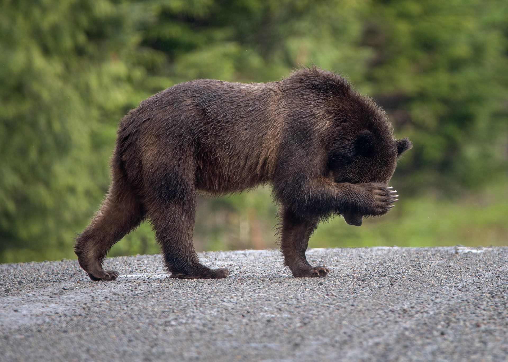 Grizzly Bear