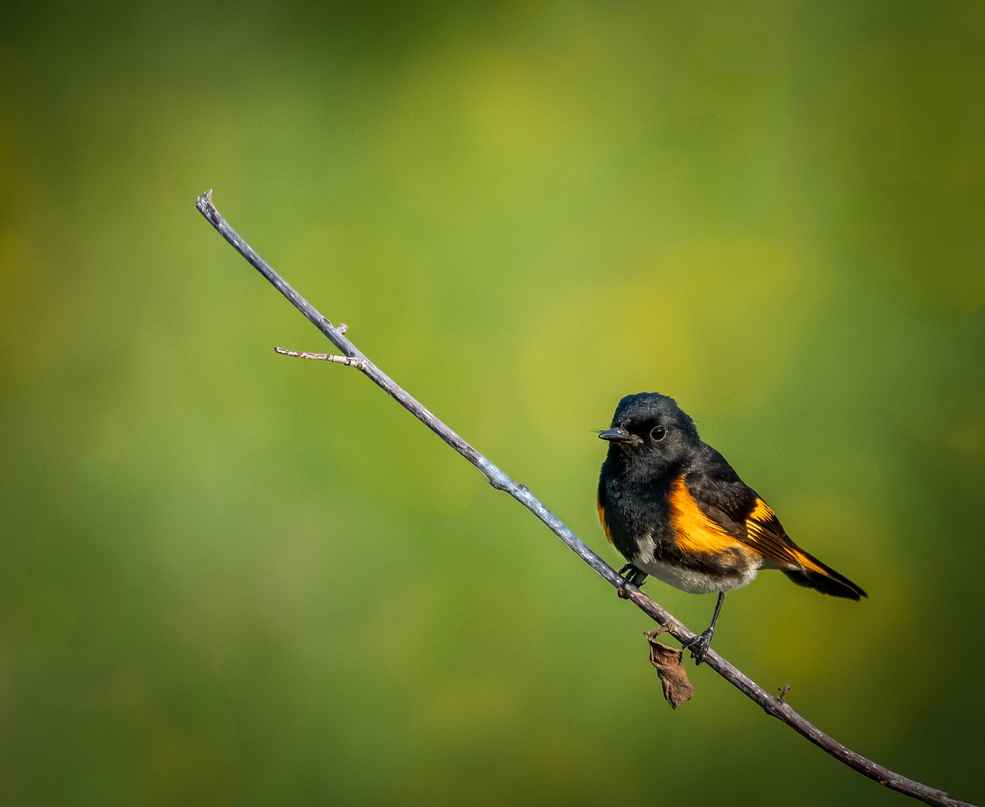 American Redstart