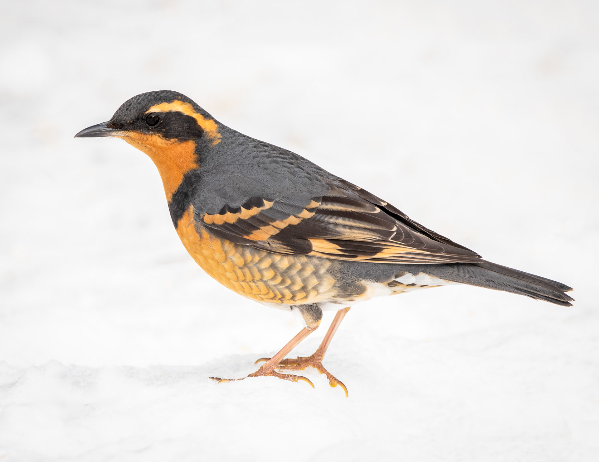 Varied Thrush
