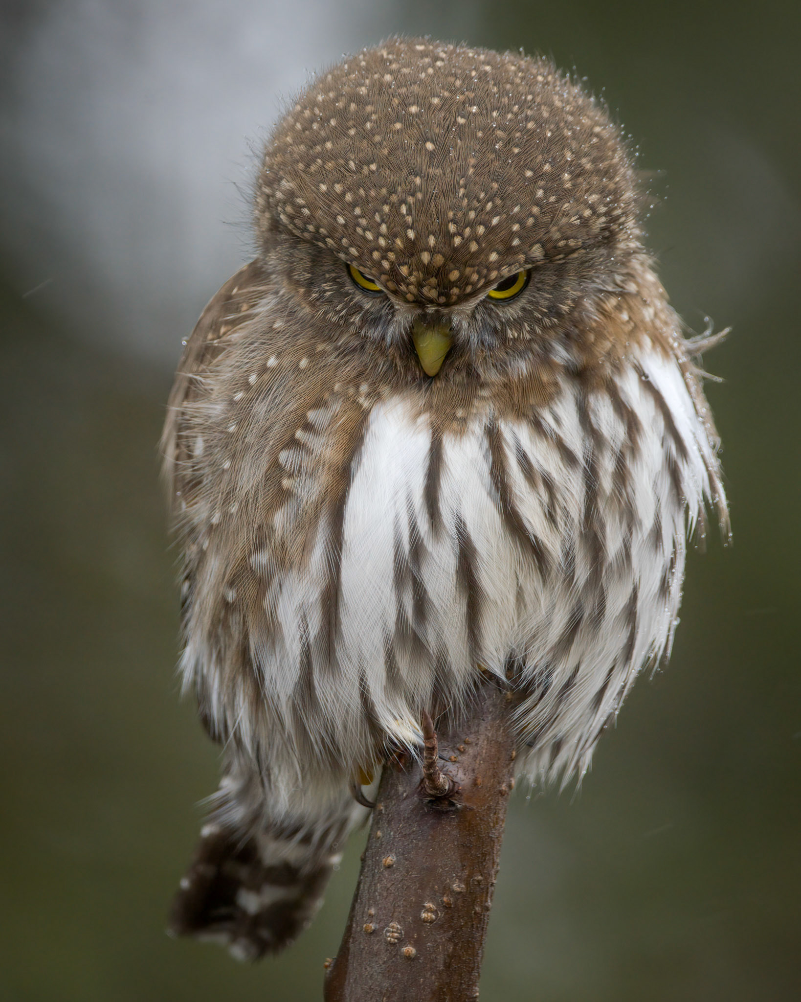 Northern Pygmy-Owl