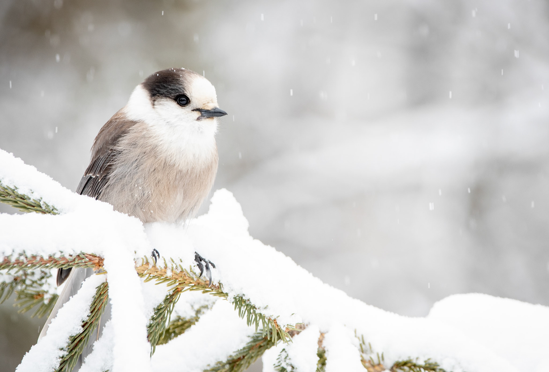 Canada Jay