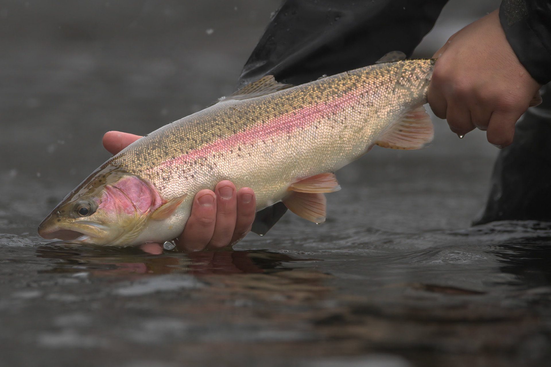 Rainbow Trout