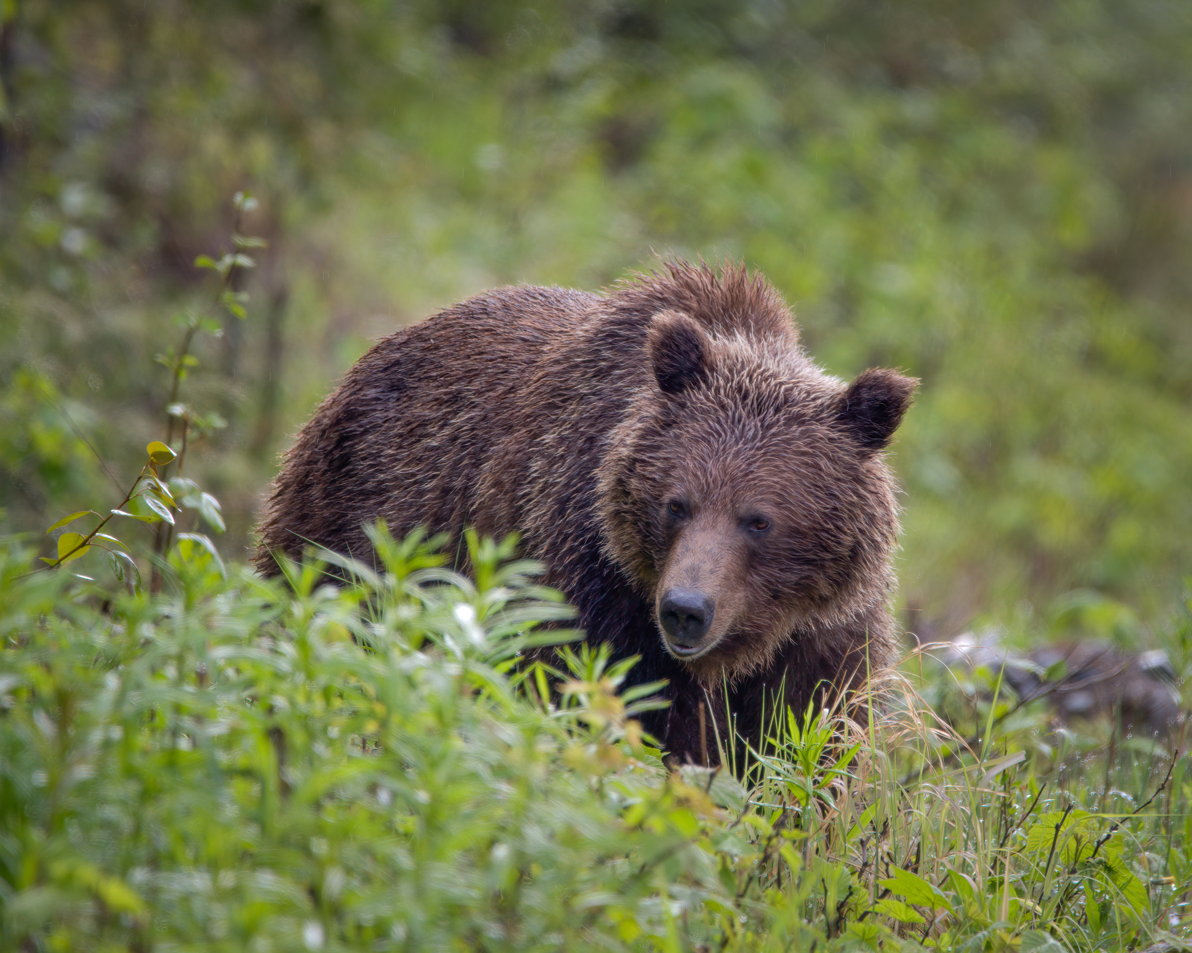 Grizzly Bear
