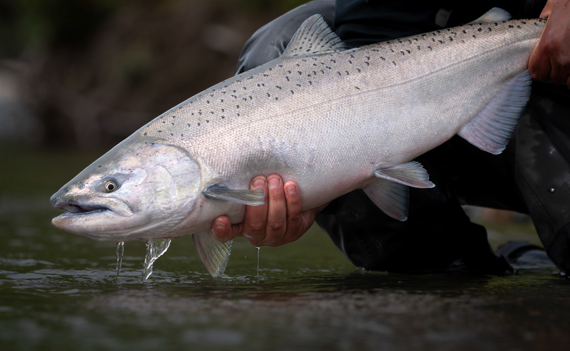 Chinook Salmon