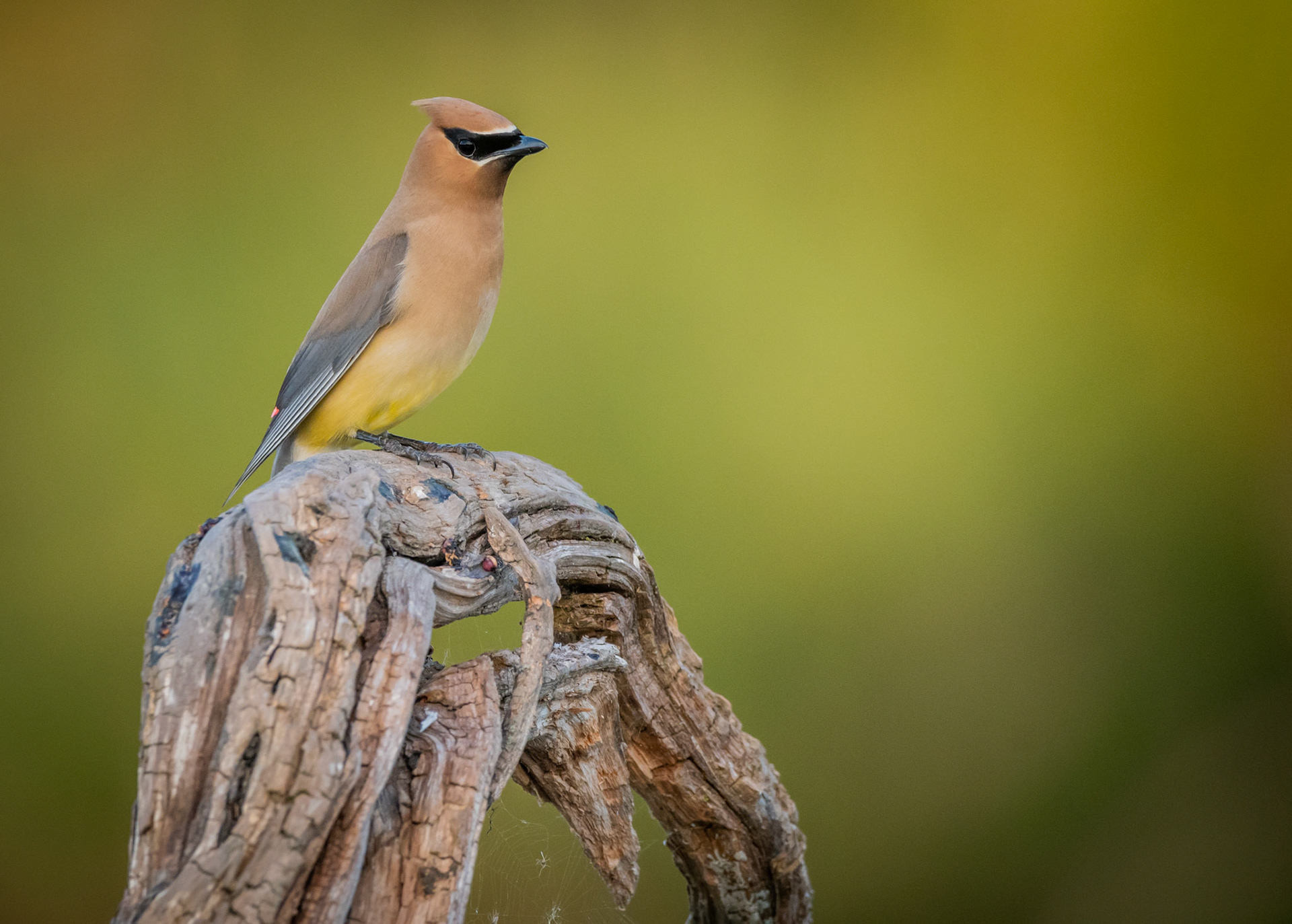 Cedar Waxwing