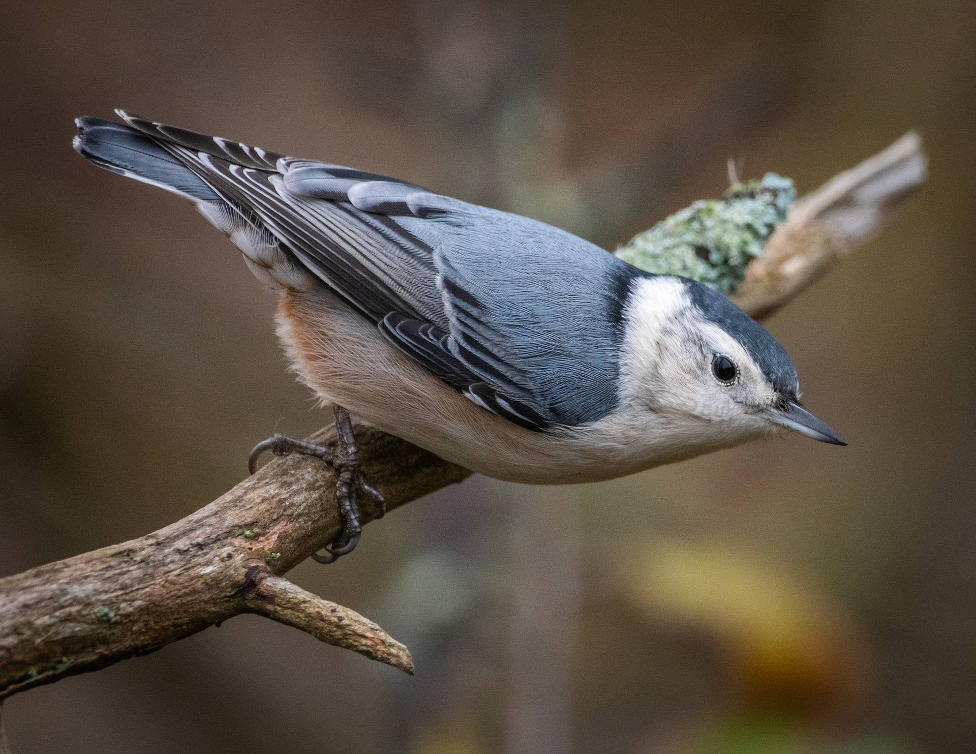 White-Breasted Nuthatch