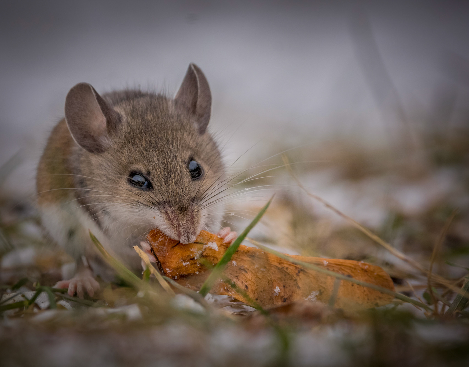 Deer Mouse