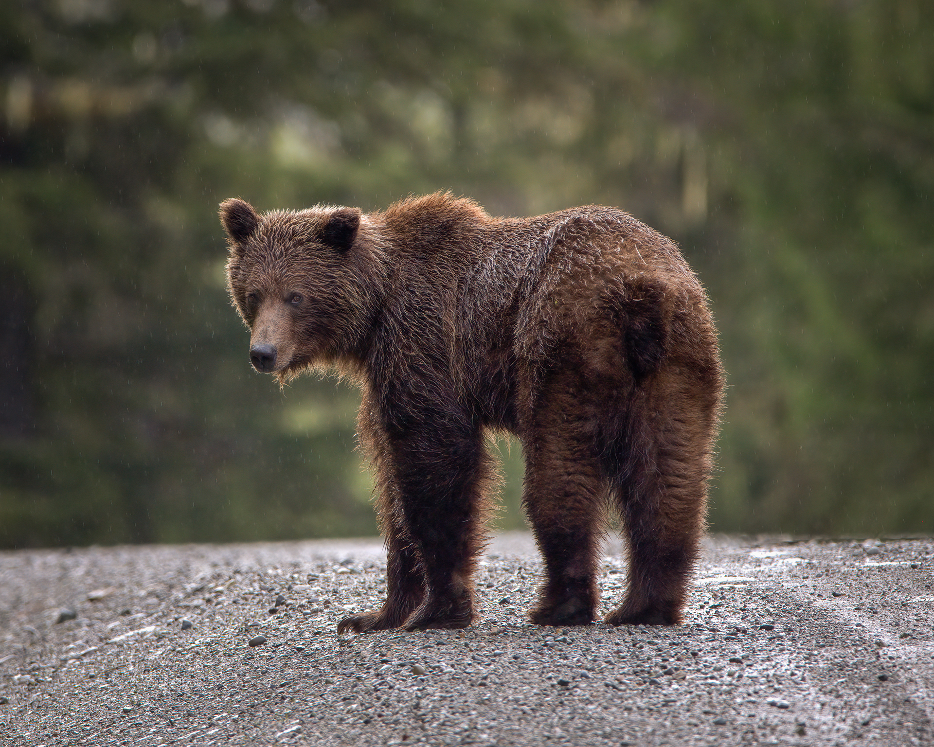 Grizzly Bear