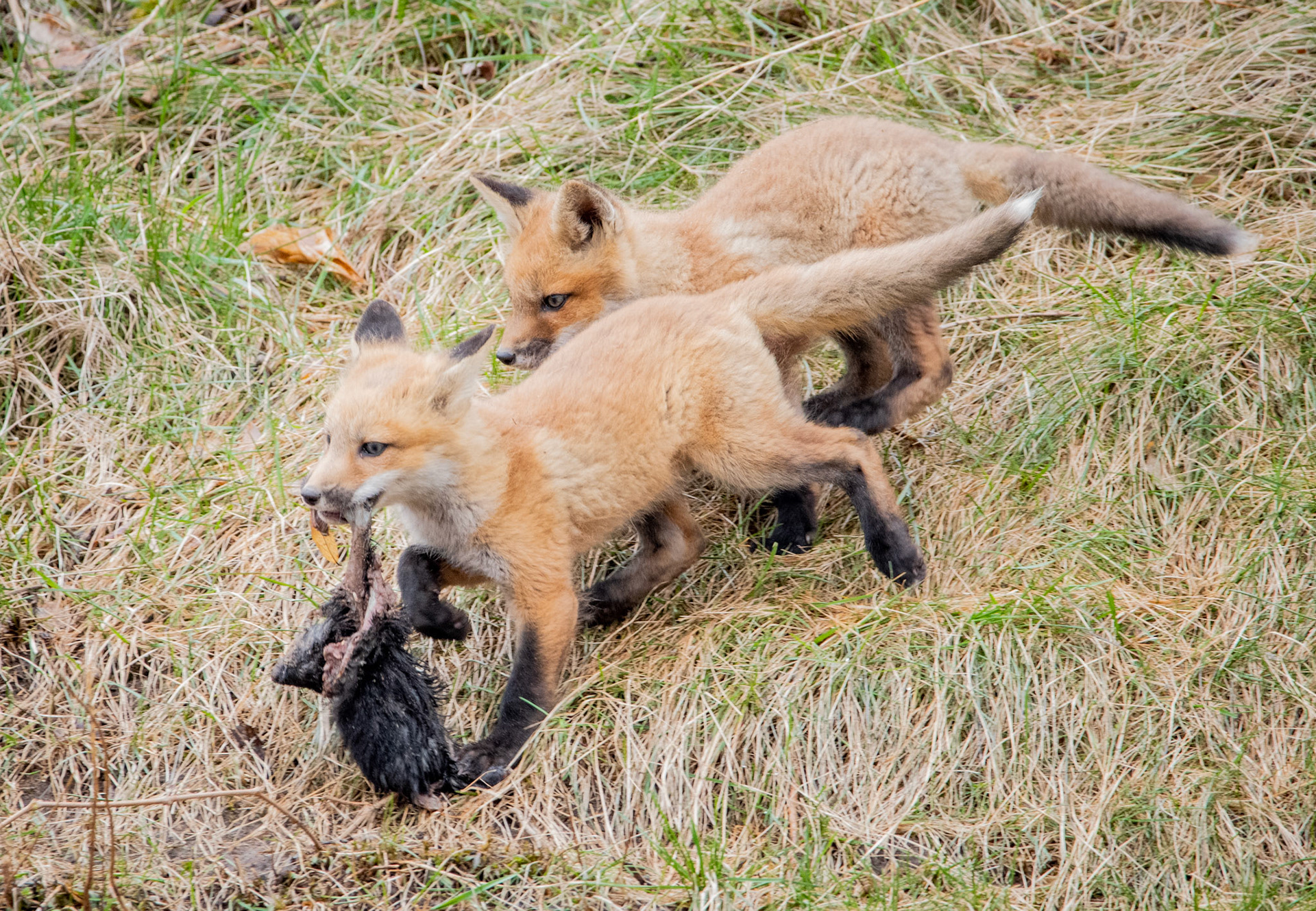 Red Fox Kits