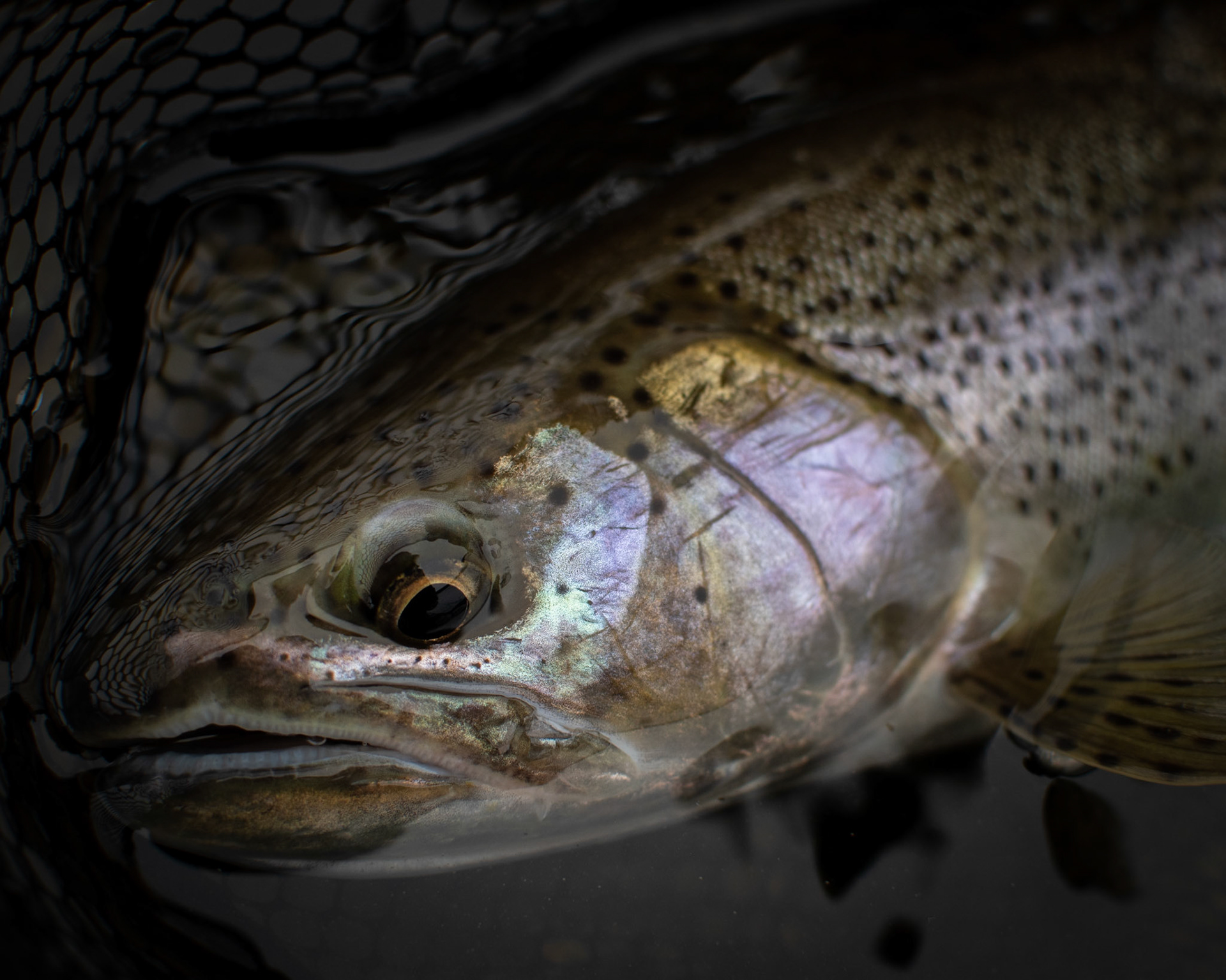 Sea-Run Cutthroat Trout