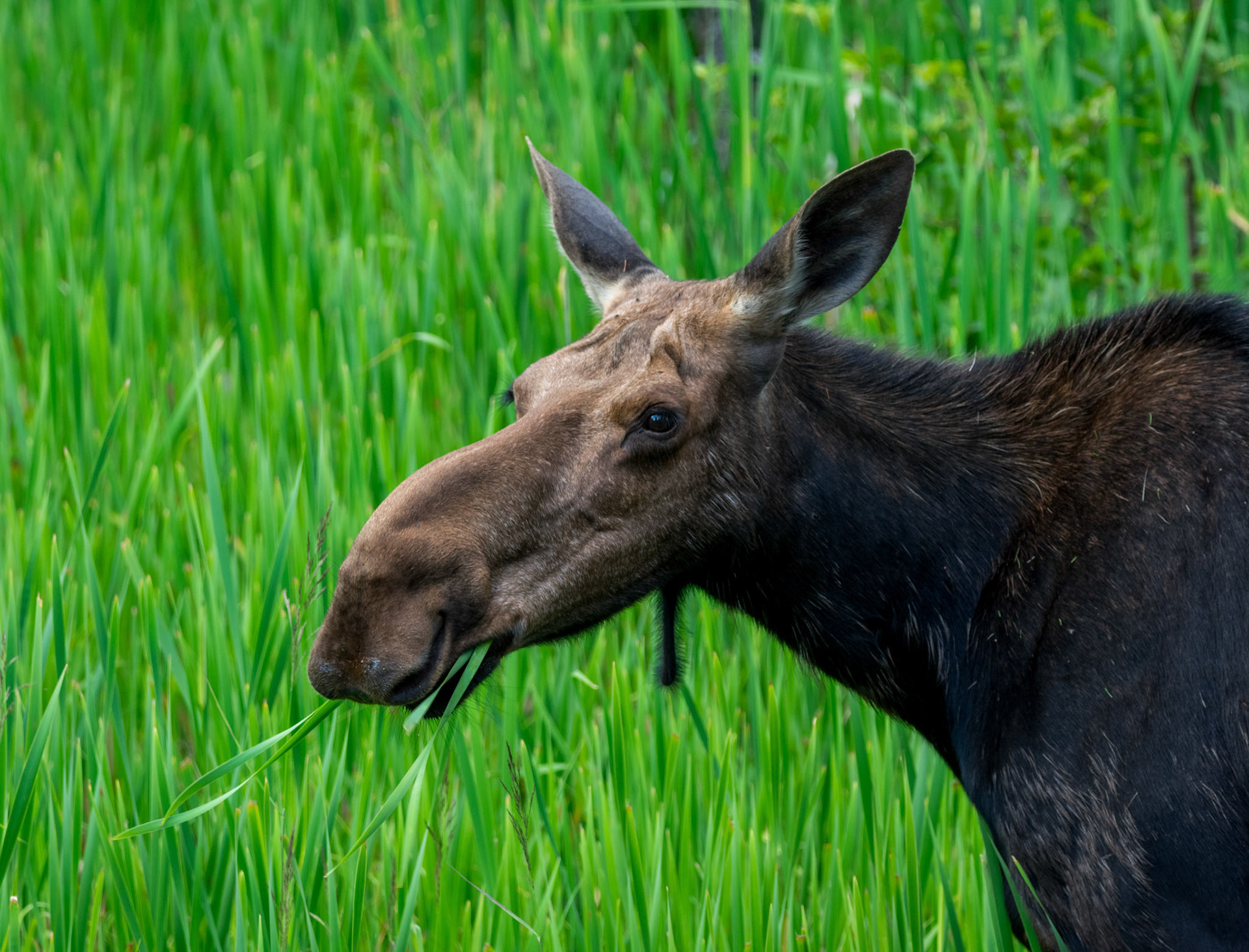 Moose