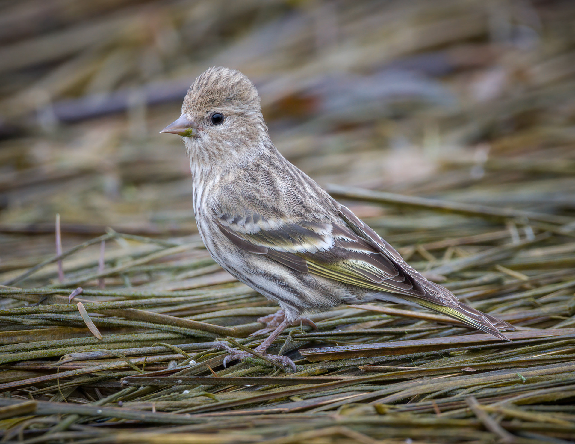 Pine Siskin