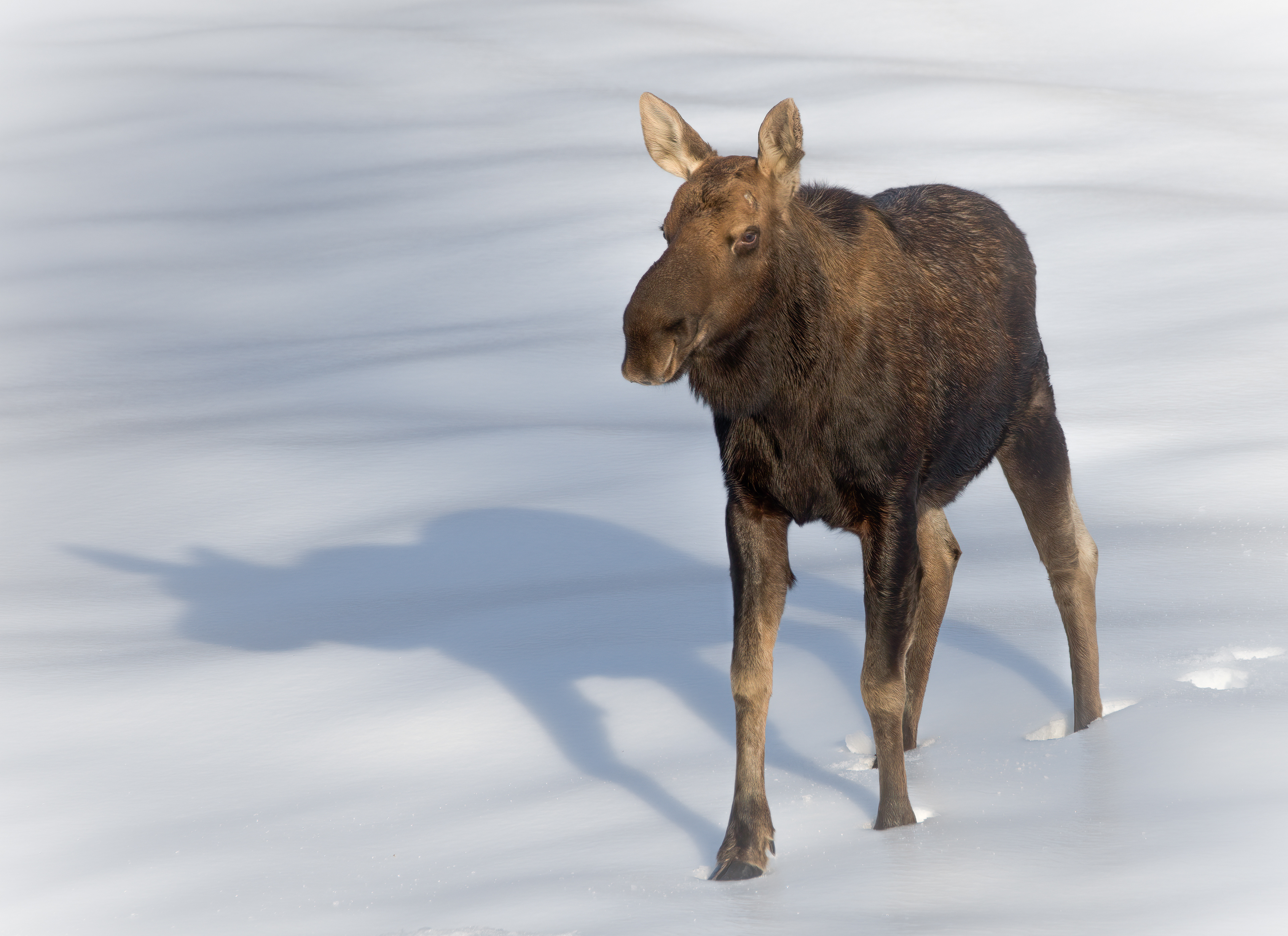 Moose