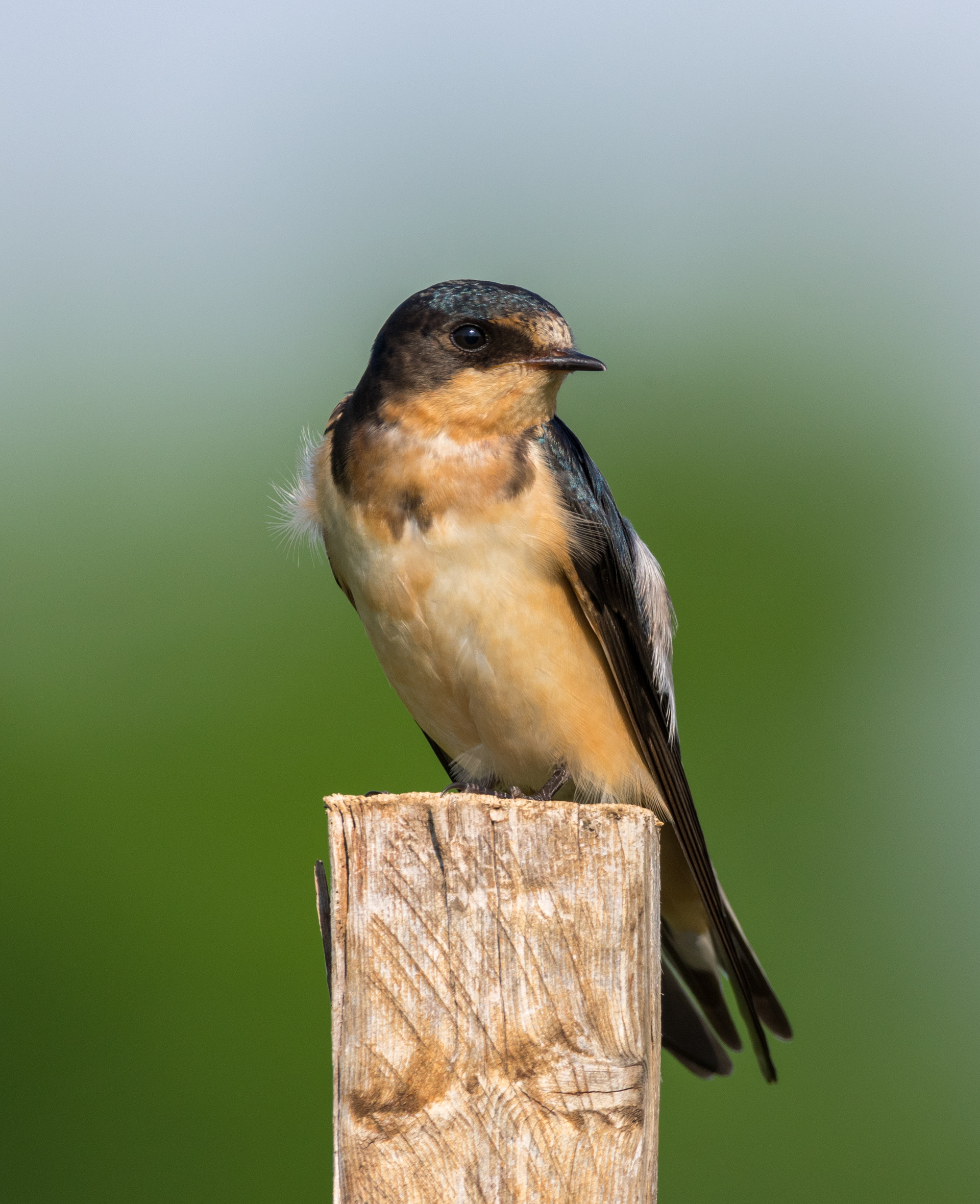 Barn Swallow