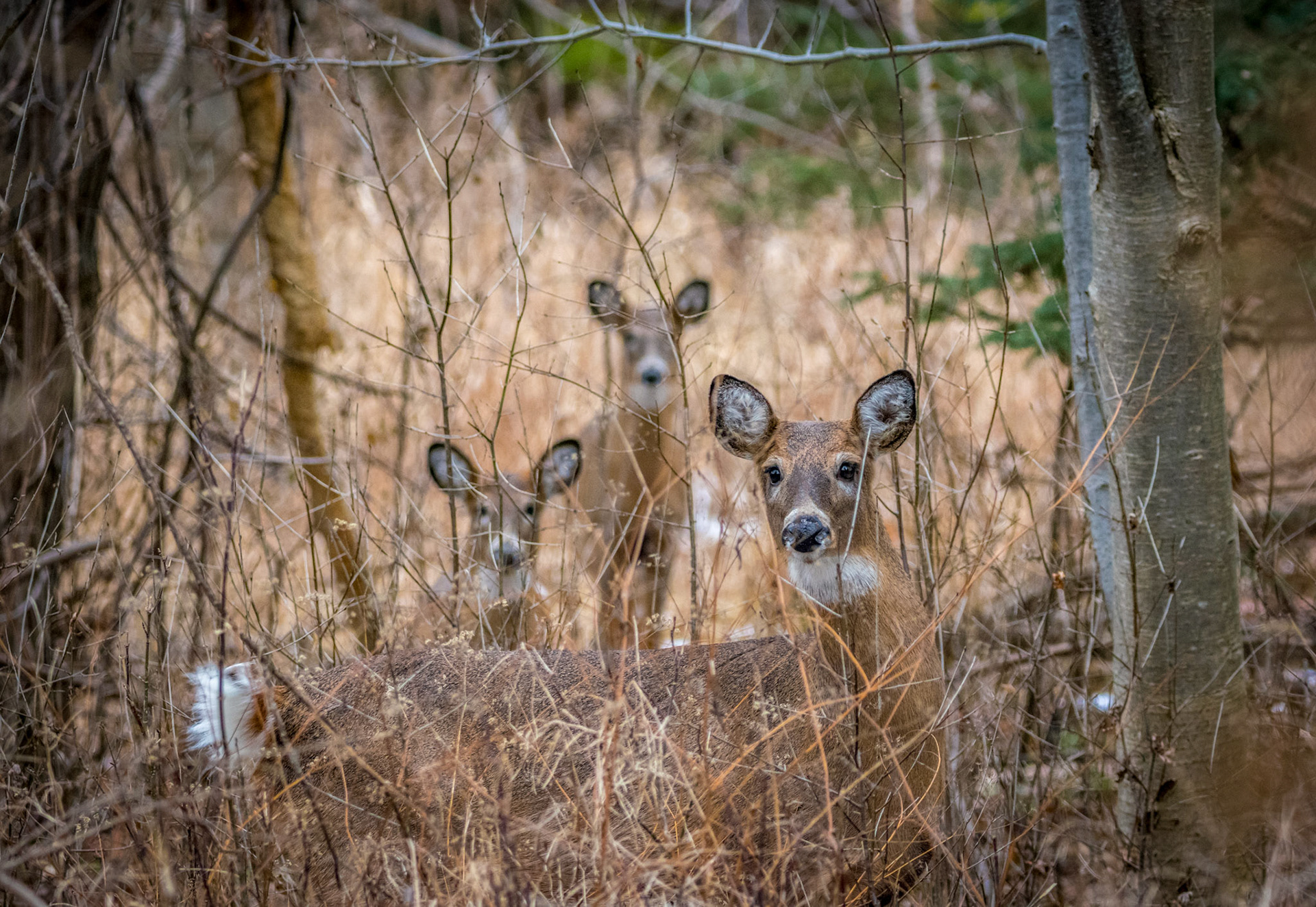 White-Tailed Deer