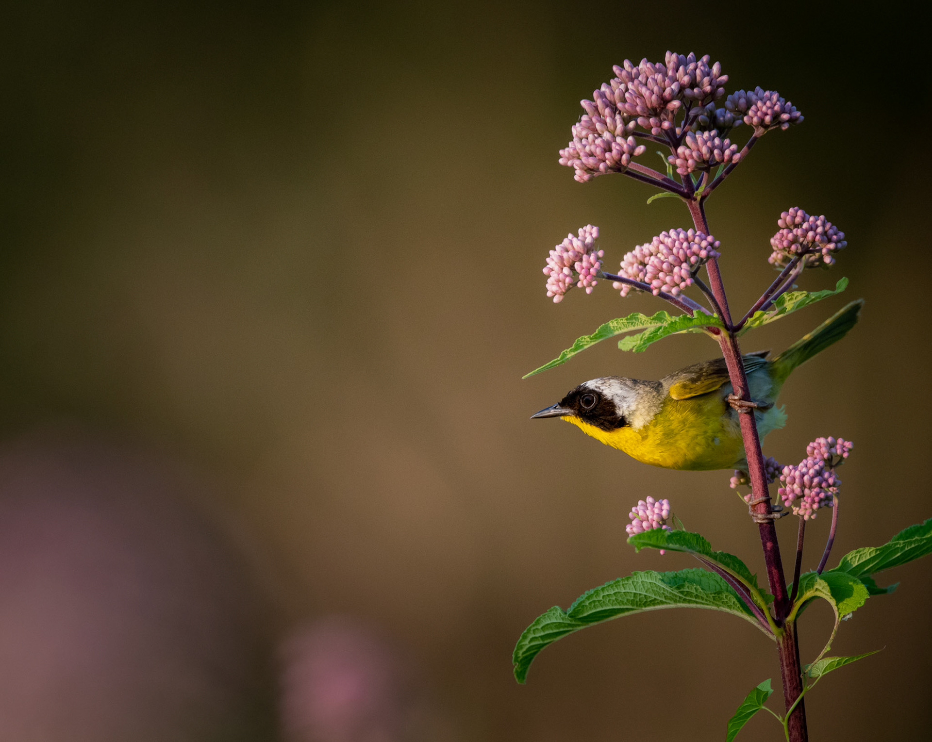 Common Yellowthroat
